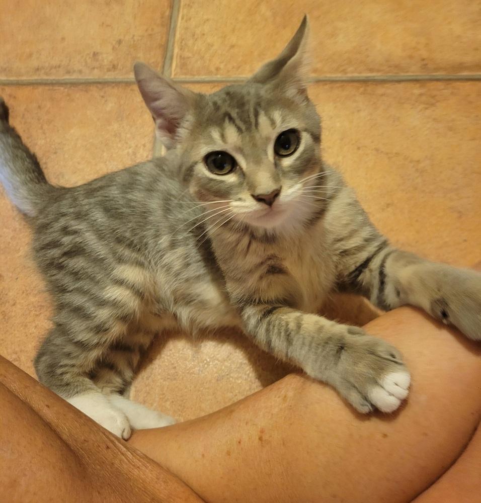 Enlarge Wolfman Jack, a Adoptable Domestic Short Hair in Louisa, VA image 2/2