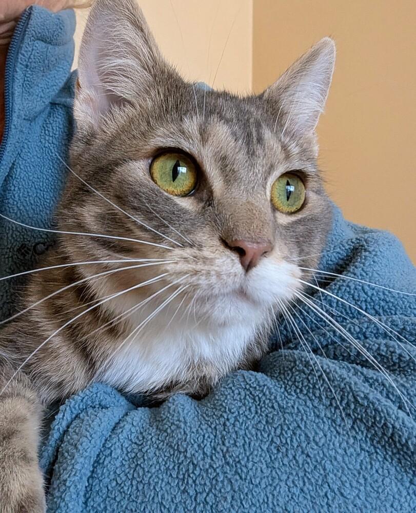 Wolfman Jack, a Adoptable Domestic Short Hair in Louisa, VA image 6/6