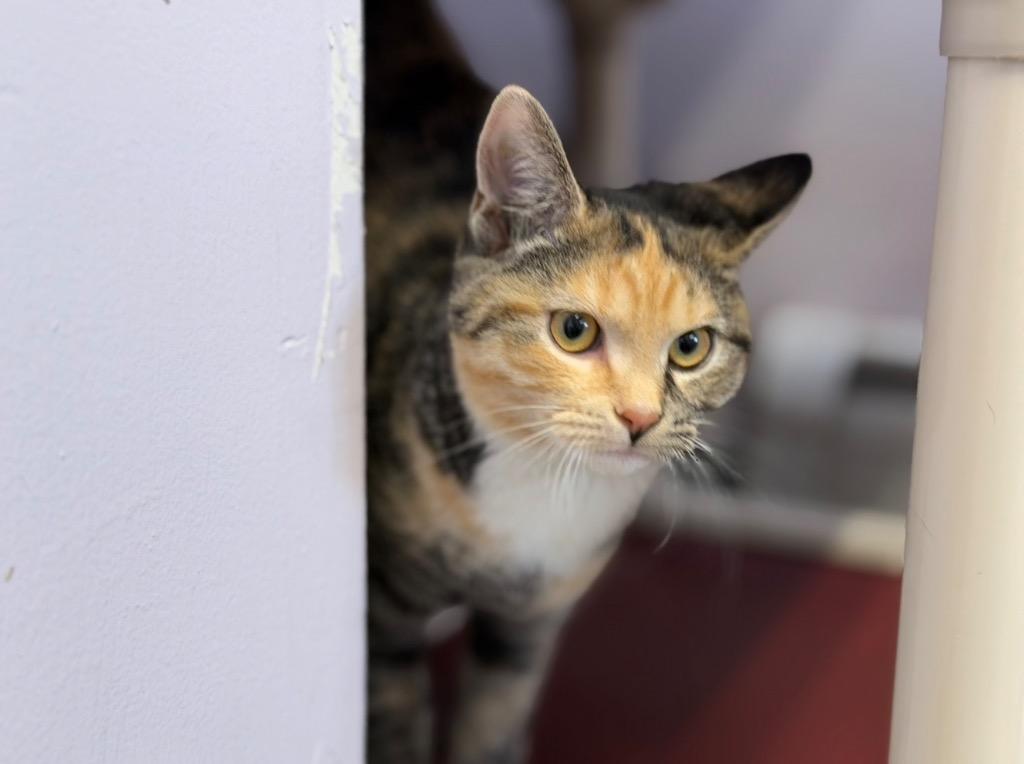 Coconut, Adopted, Kitten Female Domestic Short Hair.