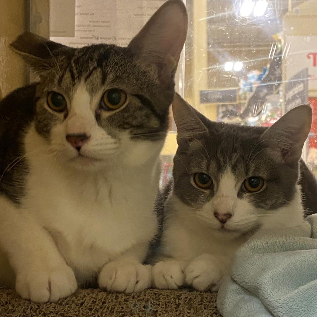 Mickey, Adoptable, Kitten Female Domestic Short Hair.