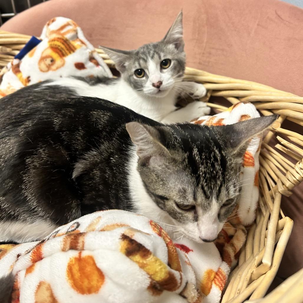 Enlarge Mickey, a Adoptable Domestic Short Hair in Henderson, NV image 3/6