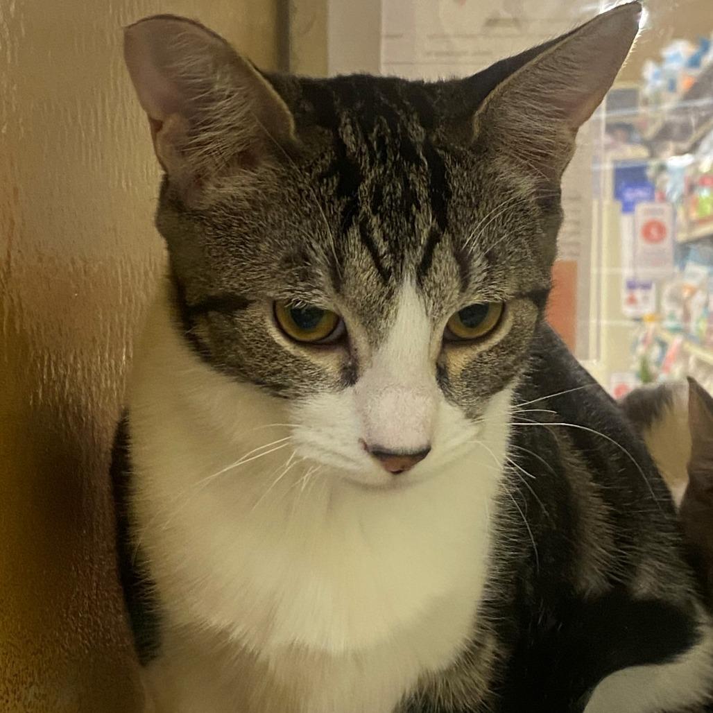 Enlarge Mickey, a Adoptable Domestic Short Hair in Henderson, NV image 4/6