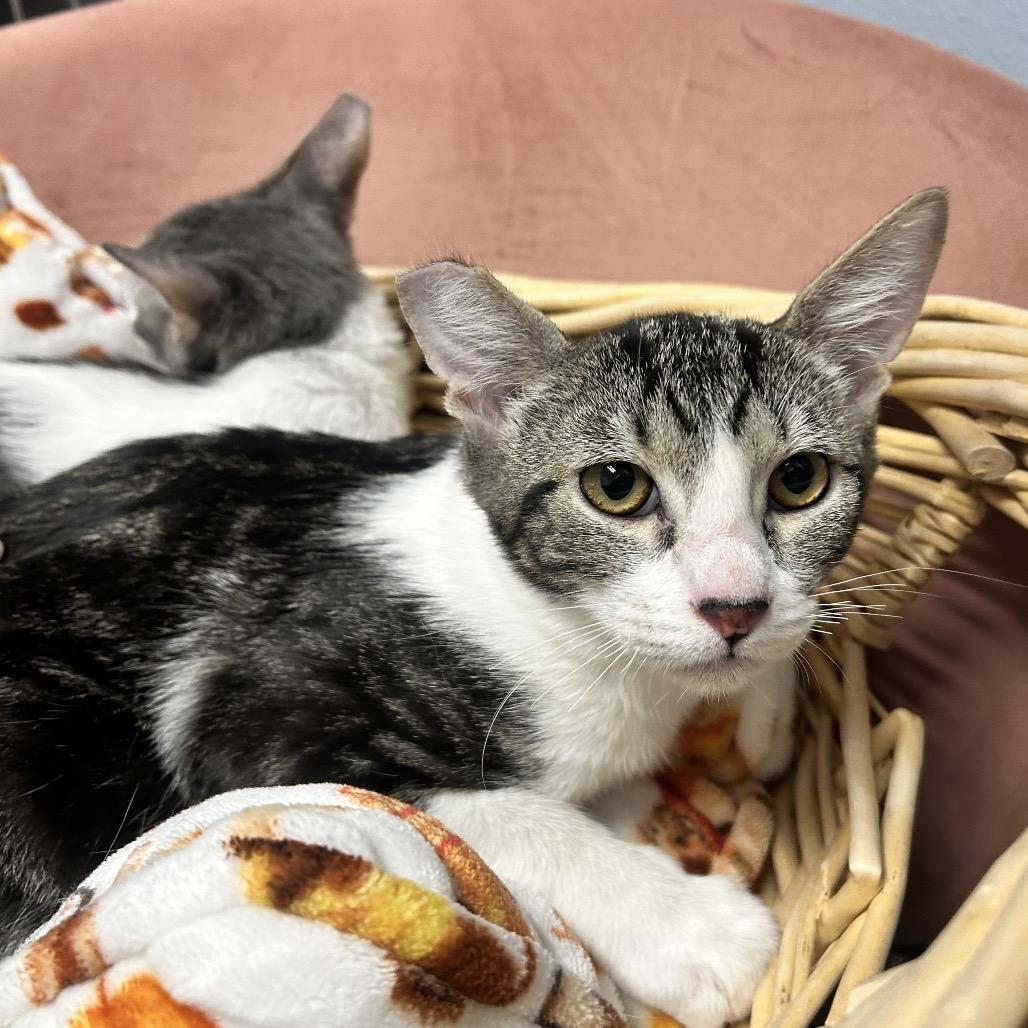 Enlarge Mickey, a Adoptable Domestic Short Hair in Henderson, NV image 6/6