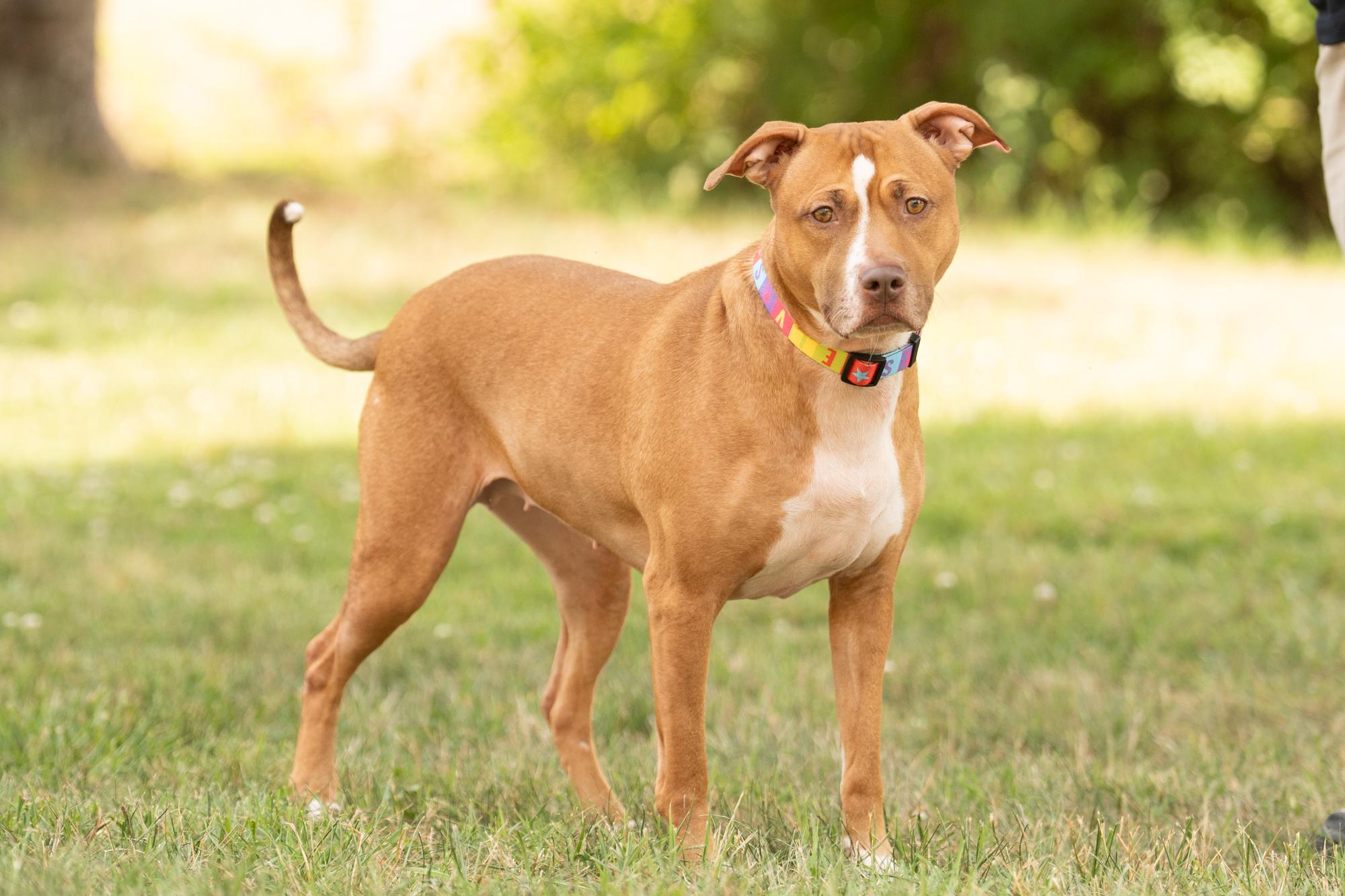 Enlarge Carrot, a ADOPTABLE mixed breed in Ashland, VA image 4/6