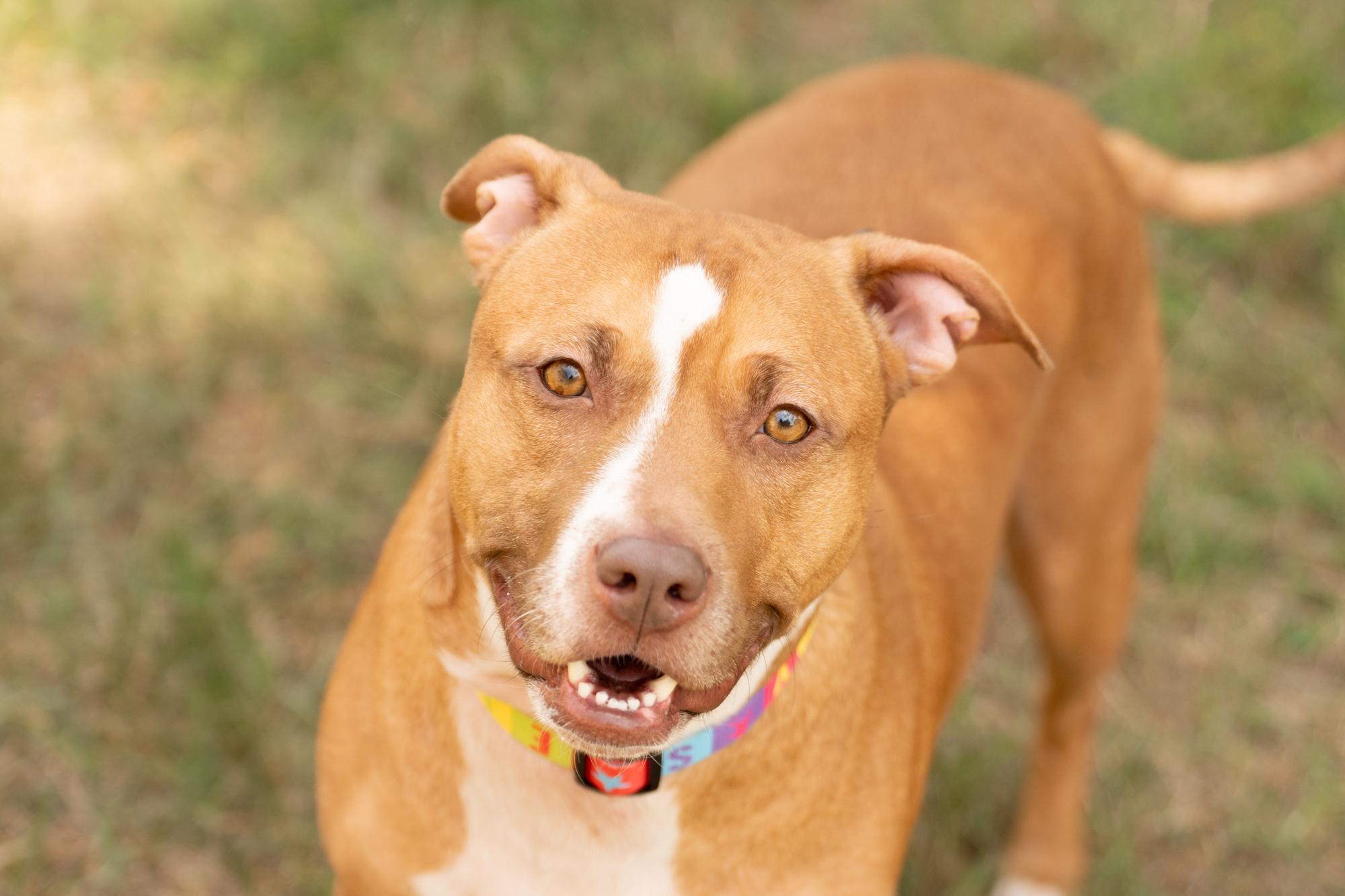Enlarge Carrot, a ADOPTABLE mixed breed in Ashland, VA image 5/6