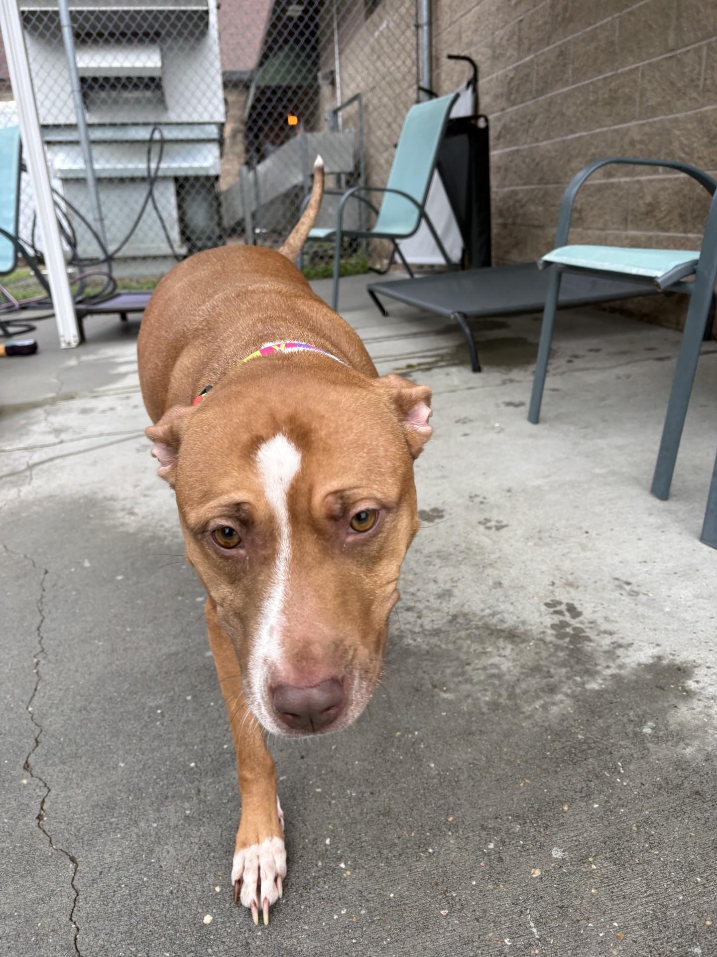 Enlarge Carrot, a ADOPTABLE mixed breed in Ashland, VA image 1/2