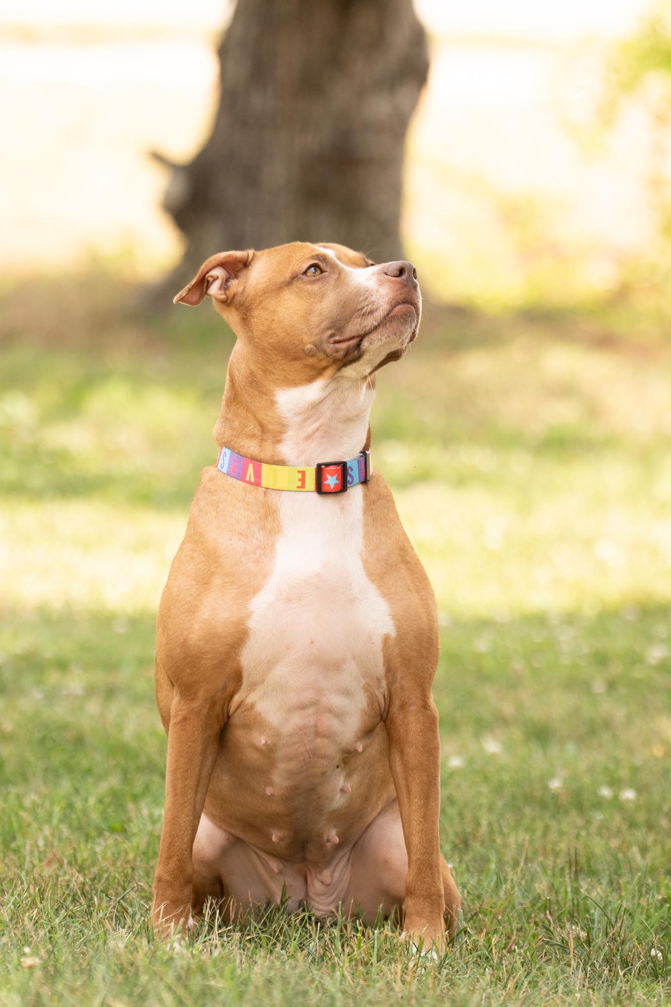 Enlarge Carrot, a ADOPTABLE mixed breed in Ashland, VA image 2/6