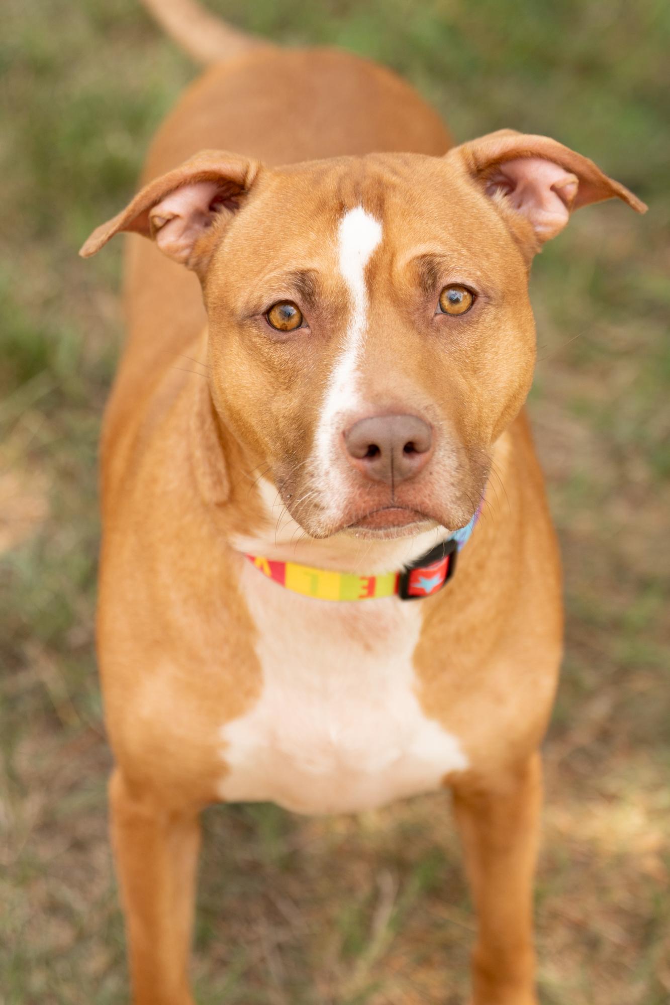 Carrot, ADOPTABLE, Adult Female Pit Bull Terrier.
