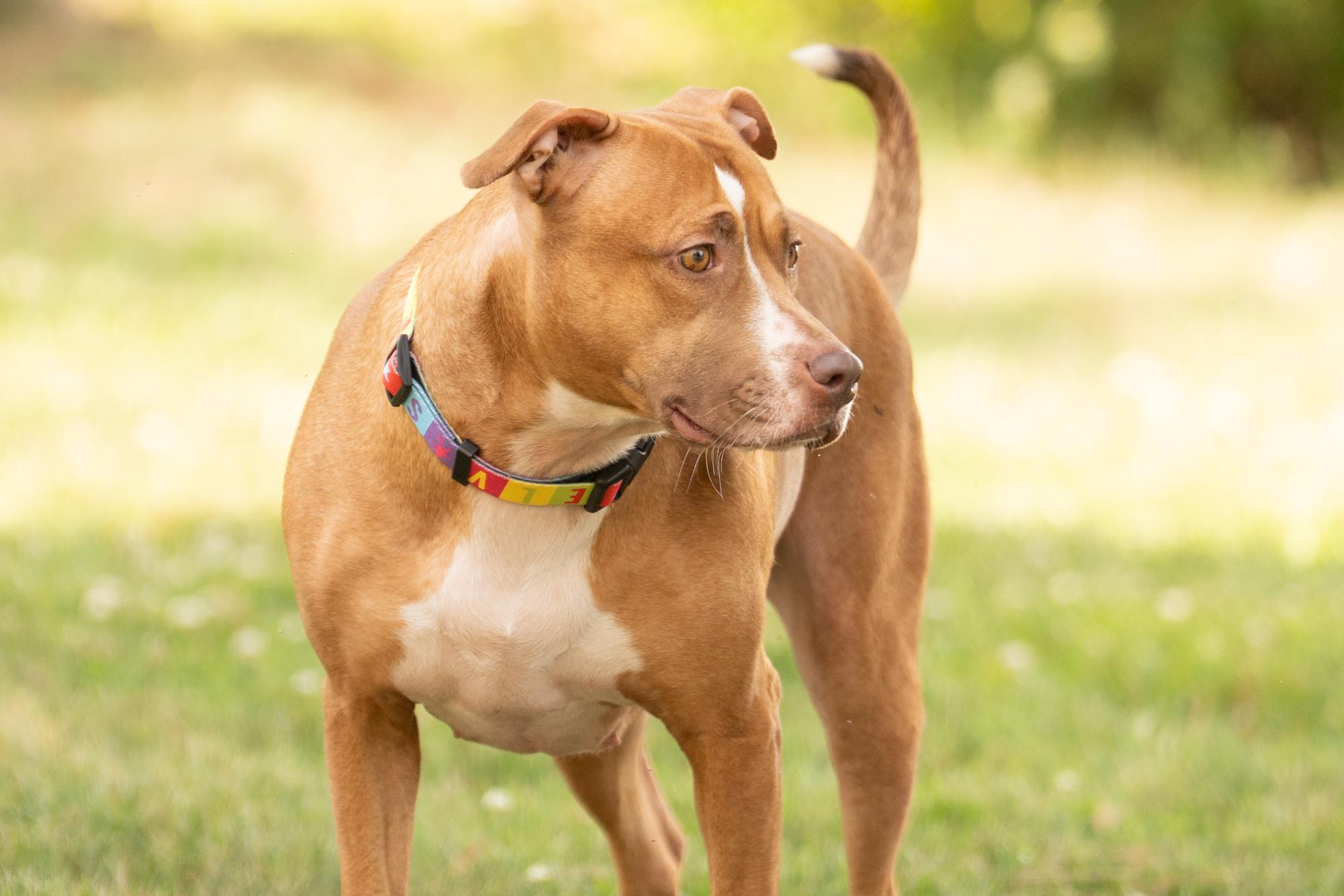 Enlarge Carrot, a ADOPTABLE mixed breed in Ashland, VA image 6/6