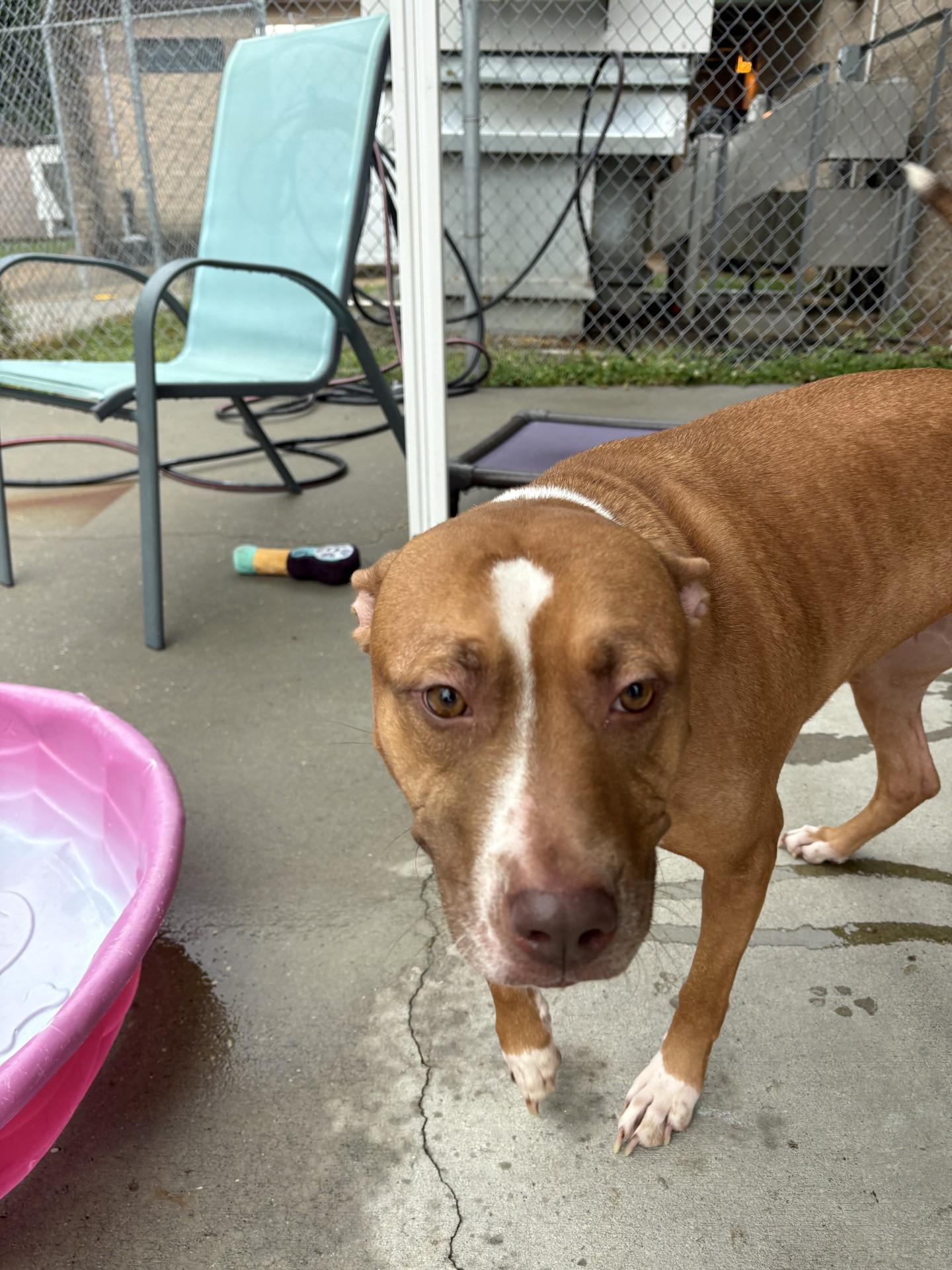 Enlarge Carrot, a ADOPTABLE mixed breed in Ashland, VA image 2/2