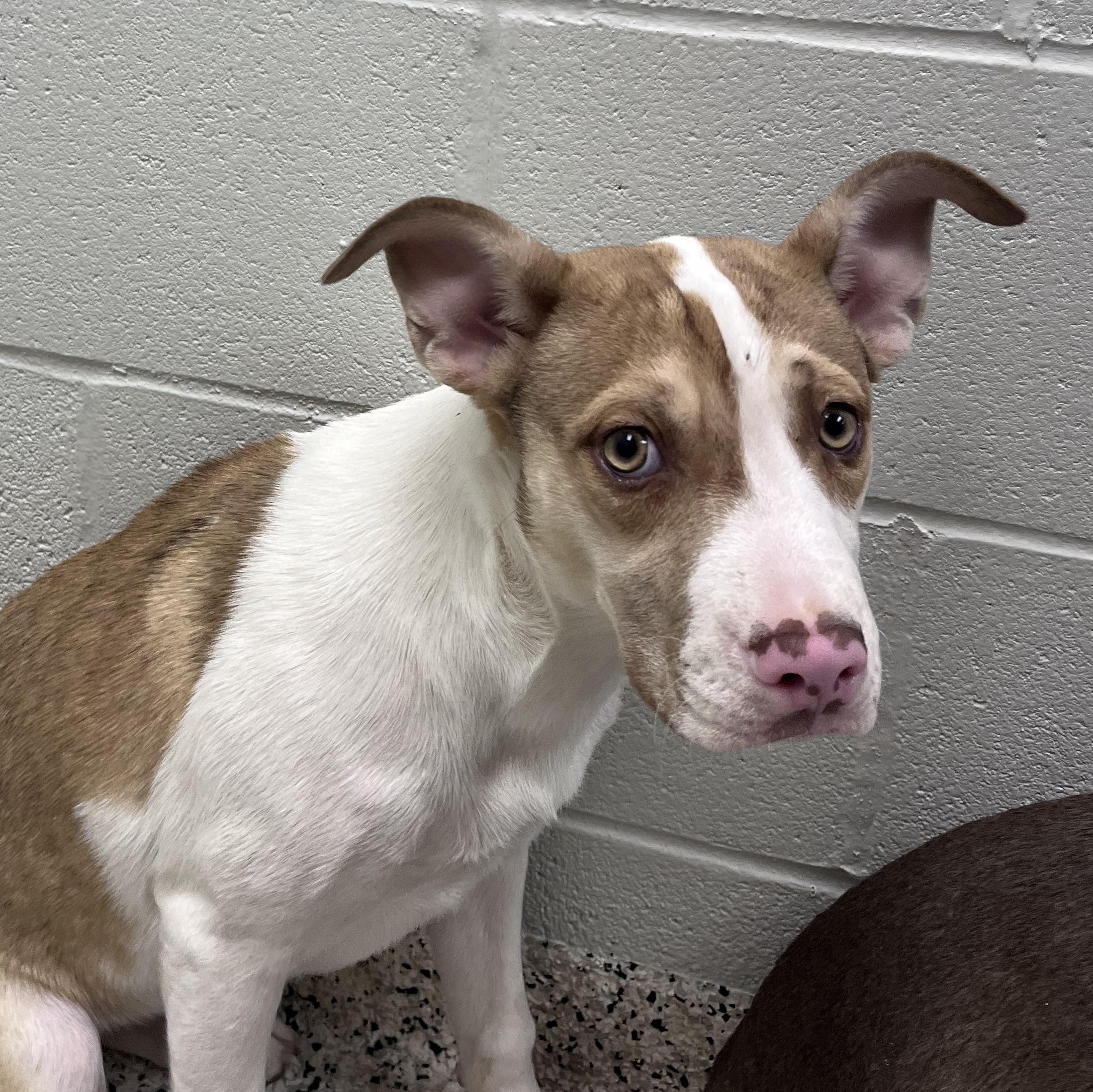 Enlarge Honey Girl, a Adoptable mixed breed in Liberty, MO image 1/6