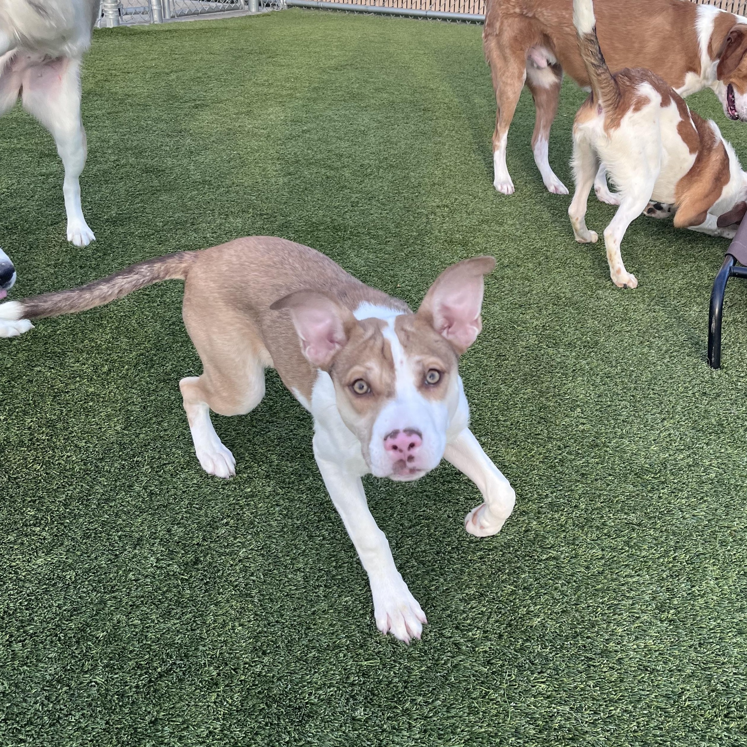 Enlarge Honey Girl, a Adoptable mixed breed in Liberty, MO image 3/6