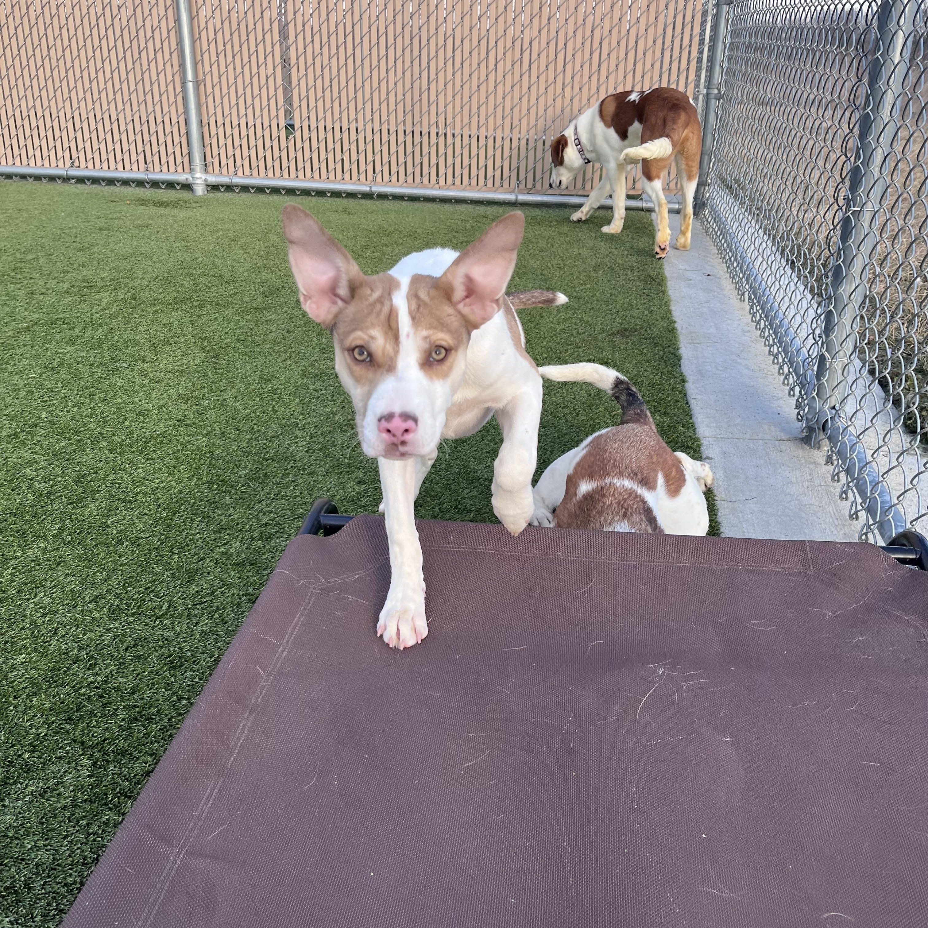 Enlarge Honey Girl, a Adoptable mixed breed in Liberty, MO image 5/6