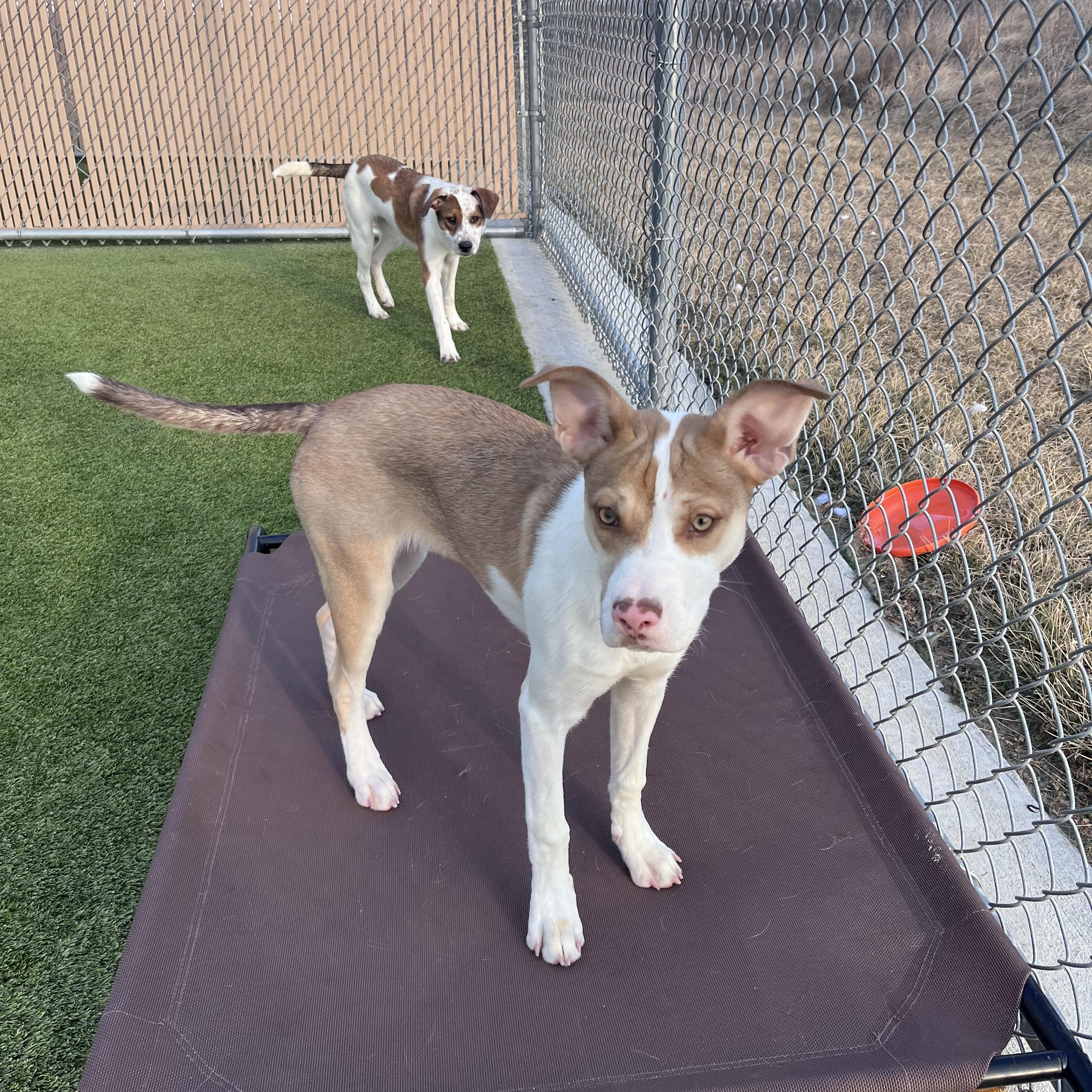 Enlarge Honey Girl, a Adoptable mixed breed in Liberty, MO image 4/6