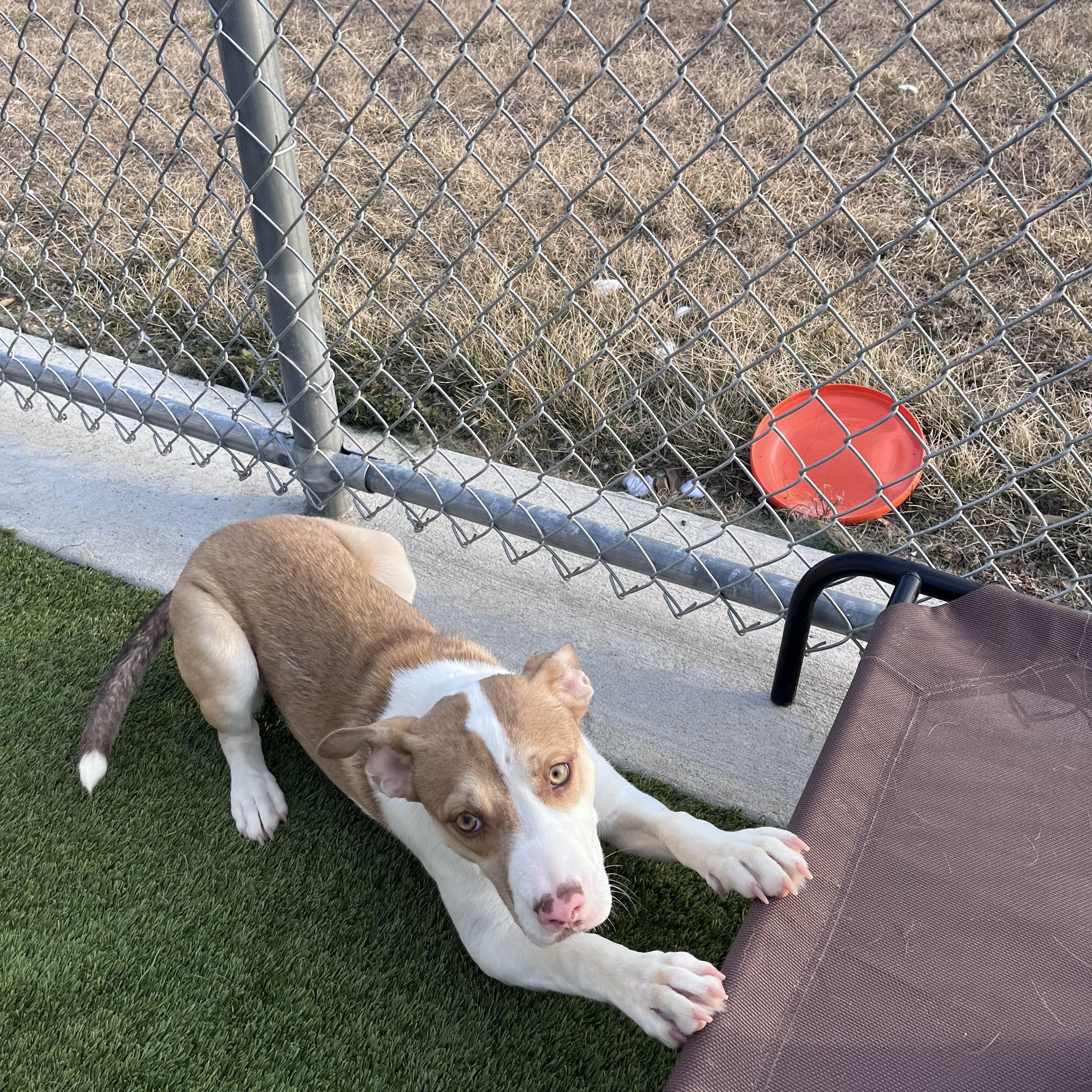 Enlarge Honey Girl, a Adoptable mixed breed in Liberty, MO image 6/6