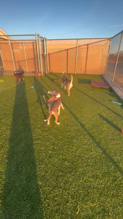 Enlarge Honey Girl, a Adoptable mixed breed in Liberty, MO video 2/6