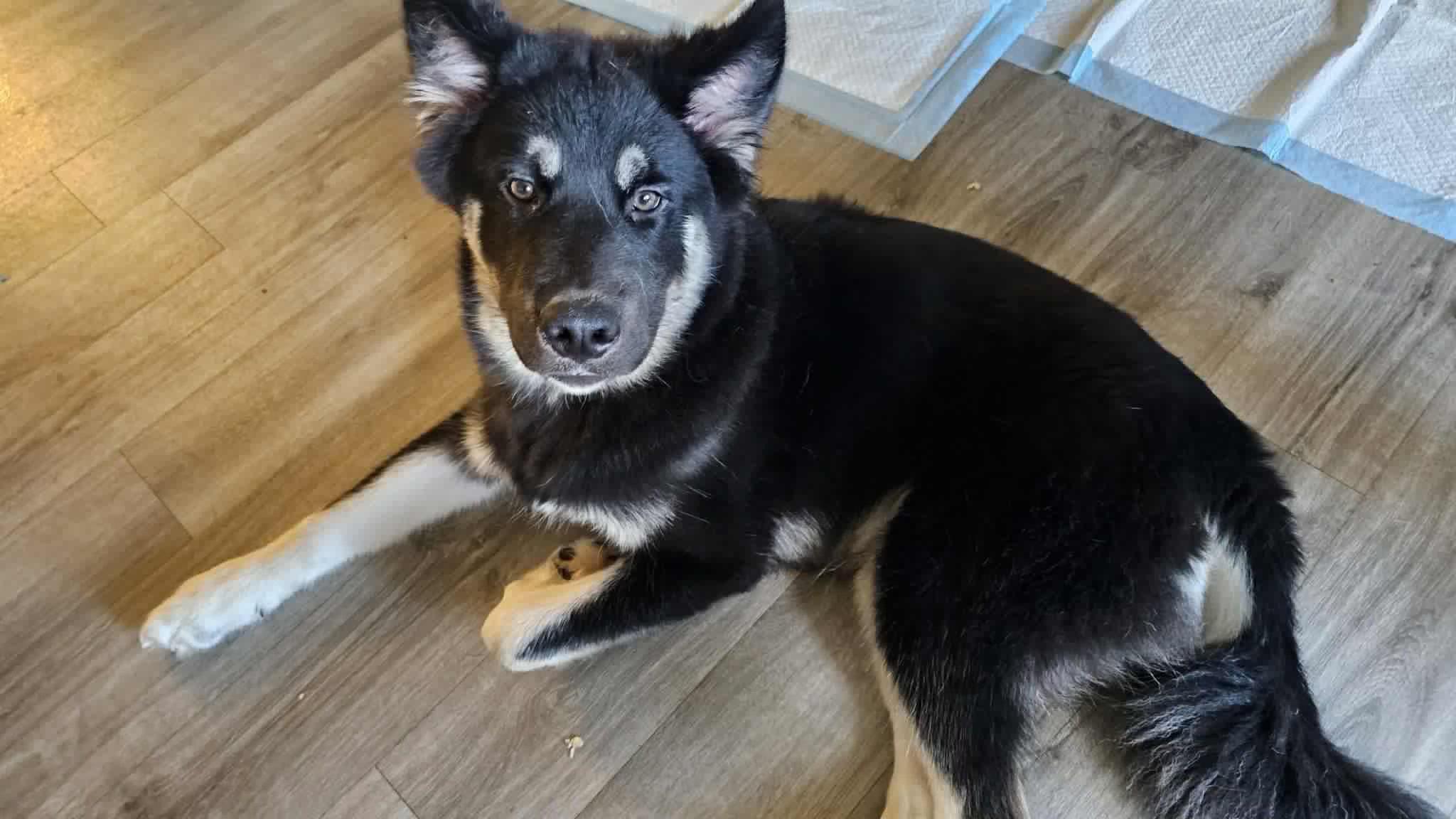 Nolan