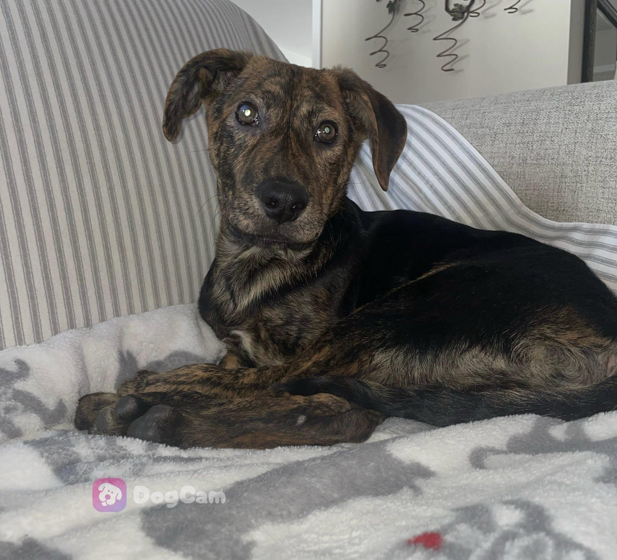 Portland, Adoptable, Puppy Male Plott Hound.