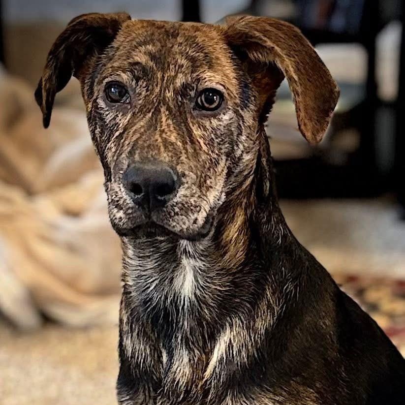 Portland, Adoptable, Puppy Male Plott Hound.