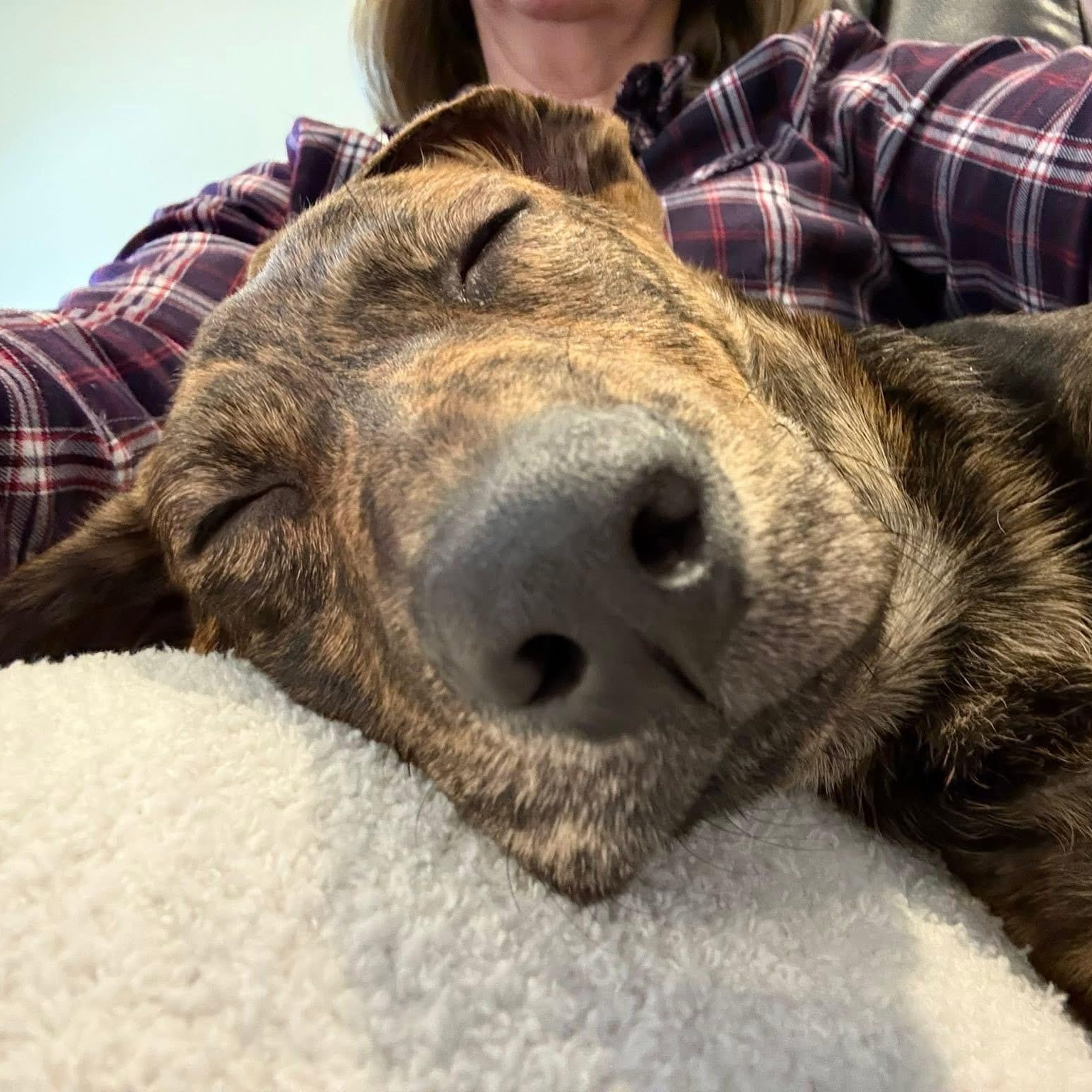 Enlarge Portland, a Adoptable mixed breed in McHenry, IL image 2/3