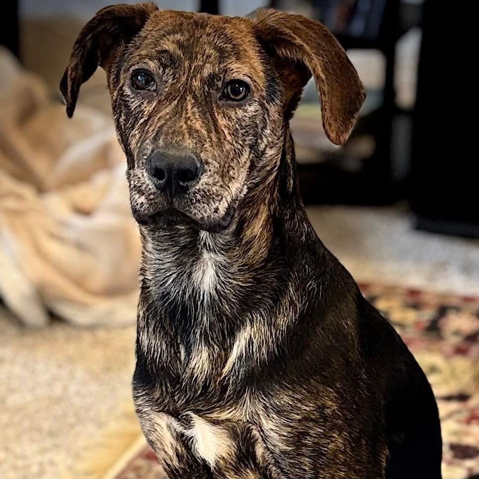 Enlarge Portland, a Adoptable mixed breed in McHenry, IL image 3/3