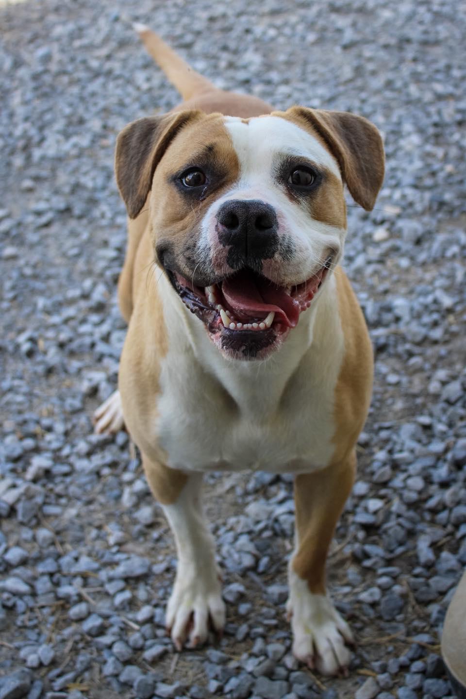 Enlarge Sky, a ADOPTABLE mixed breed in Calhoun, KY image 2/6
