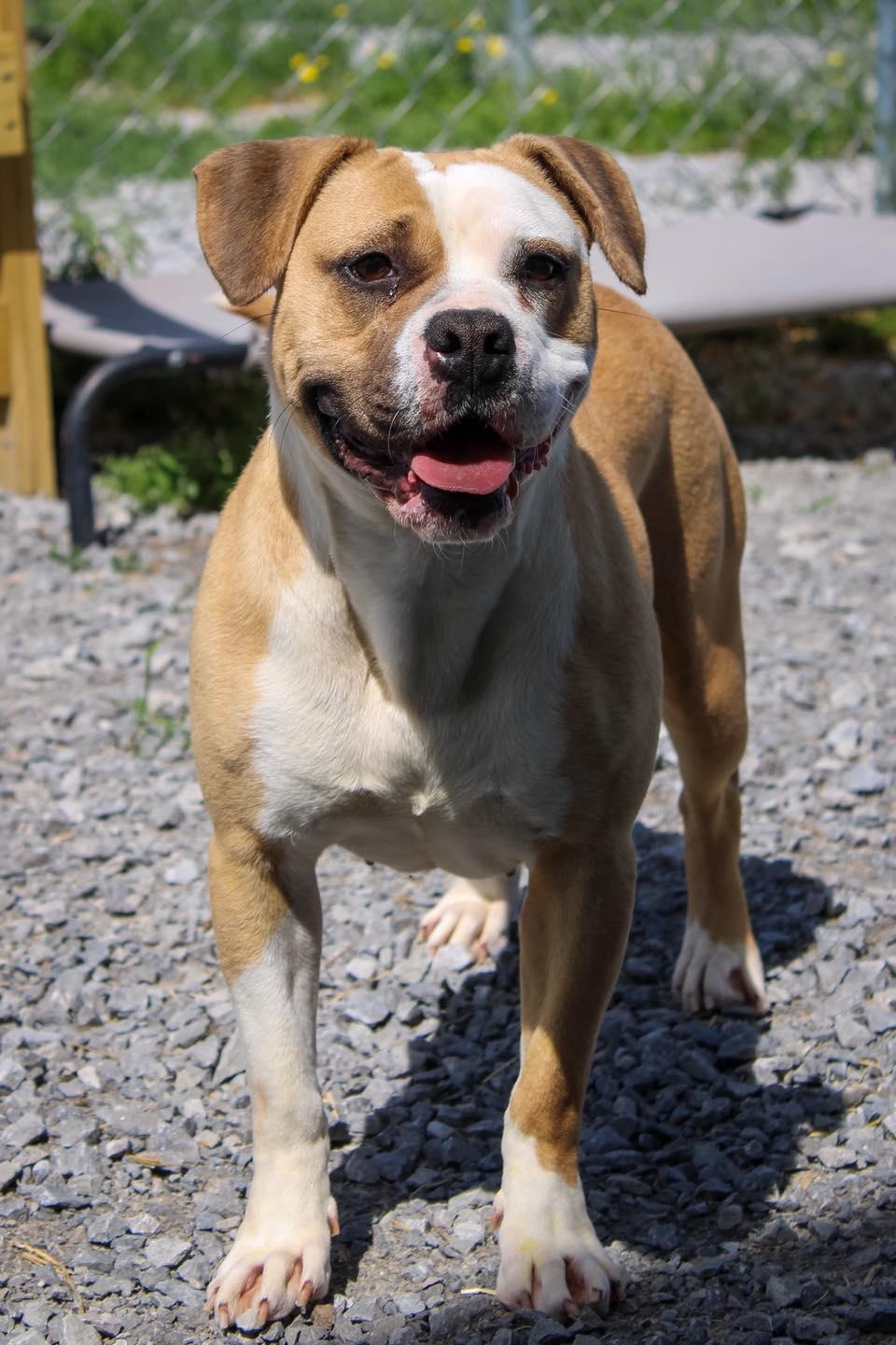 Enlarge Sky, a ADOPTABLE mixed breed in Calhoun, KY image 4/6