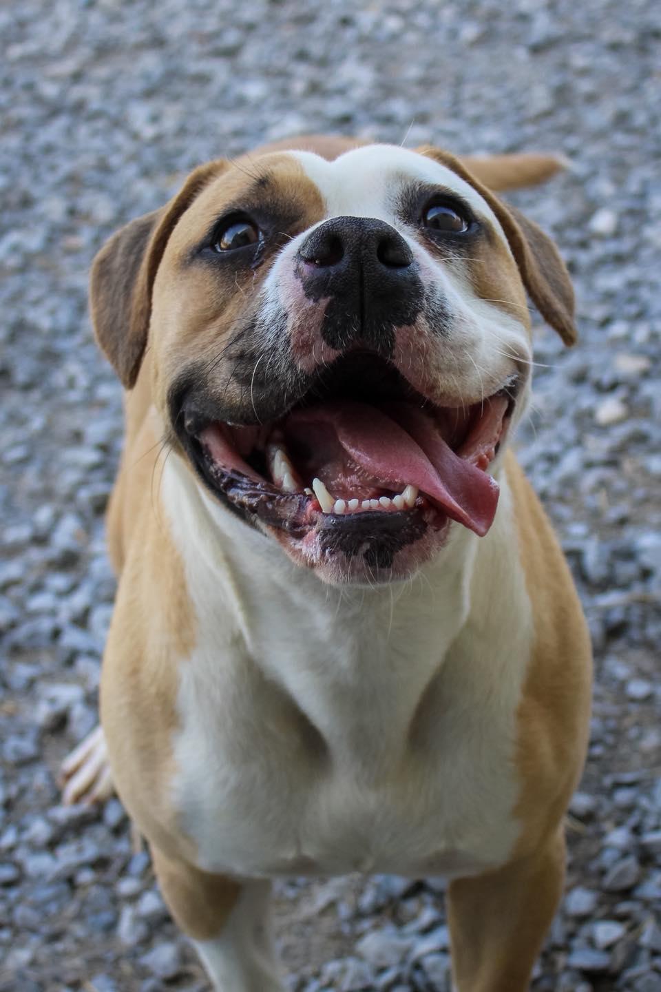 Enlarge Sky, a ADOPTABLE mixed breed in Calhoun, KY image 1/6