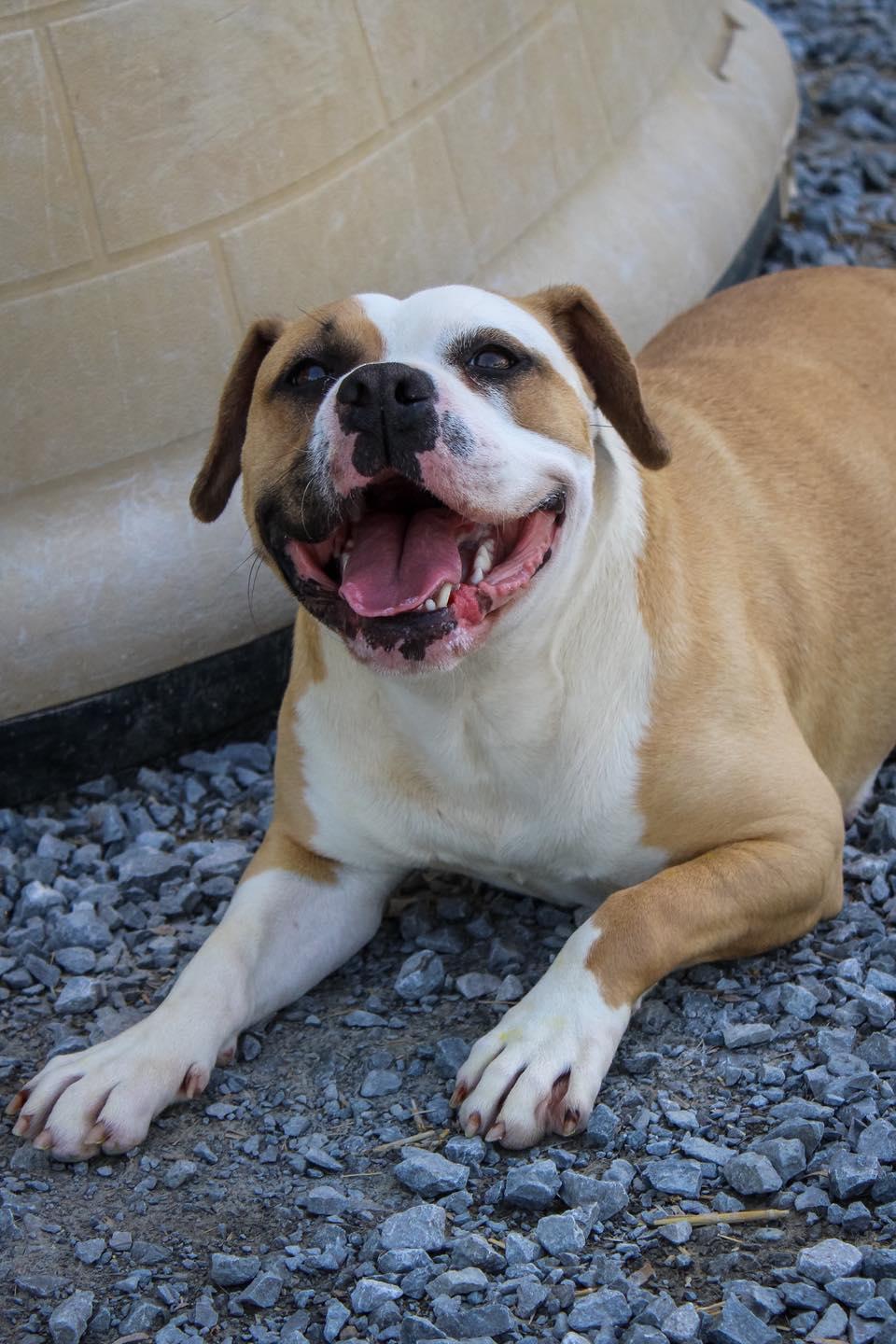 Enlarge Sky, a ADOPTABLE mixed breed in Calhoun, KY image 6/6