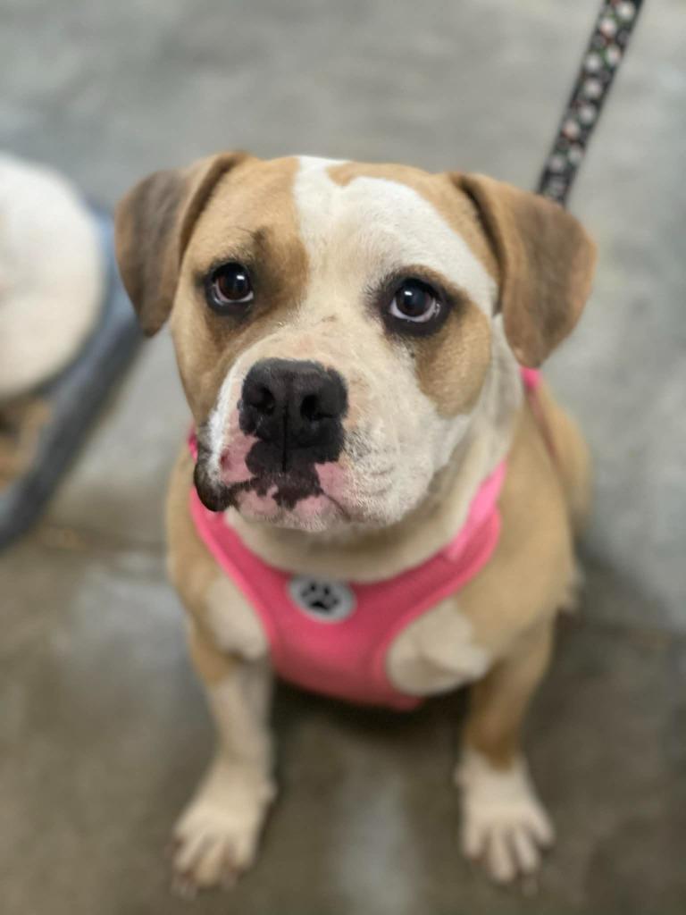 Enlarge Sky, a ADOPTABLE mixed breed in Calhoun, KY image 3/6