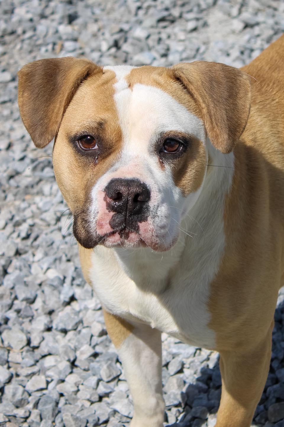 Enlarge Sky, a ADOPTABLE mixed breed in Calhoun, KY image 5/6