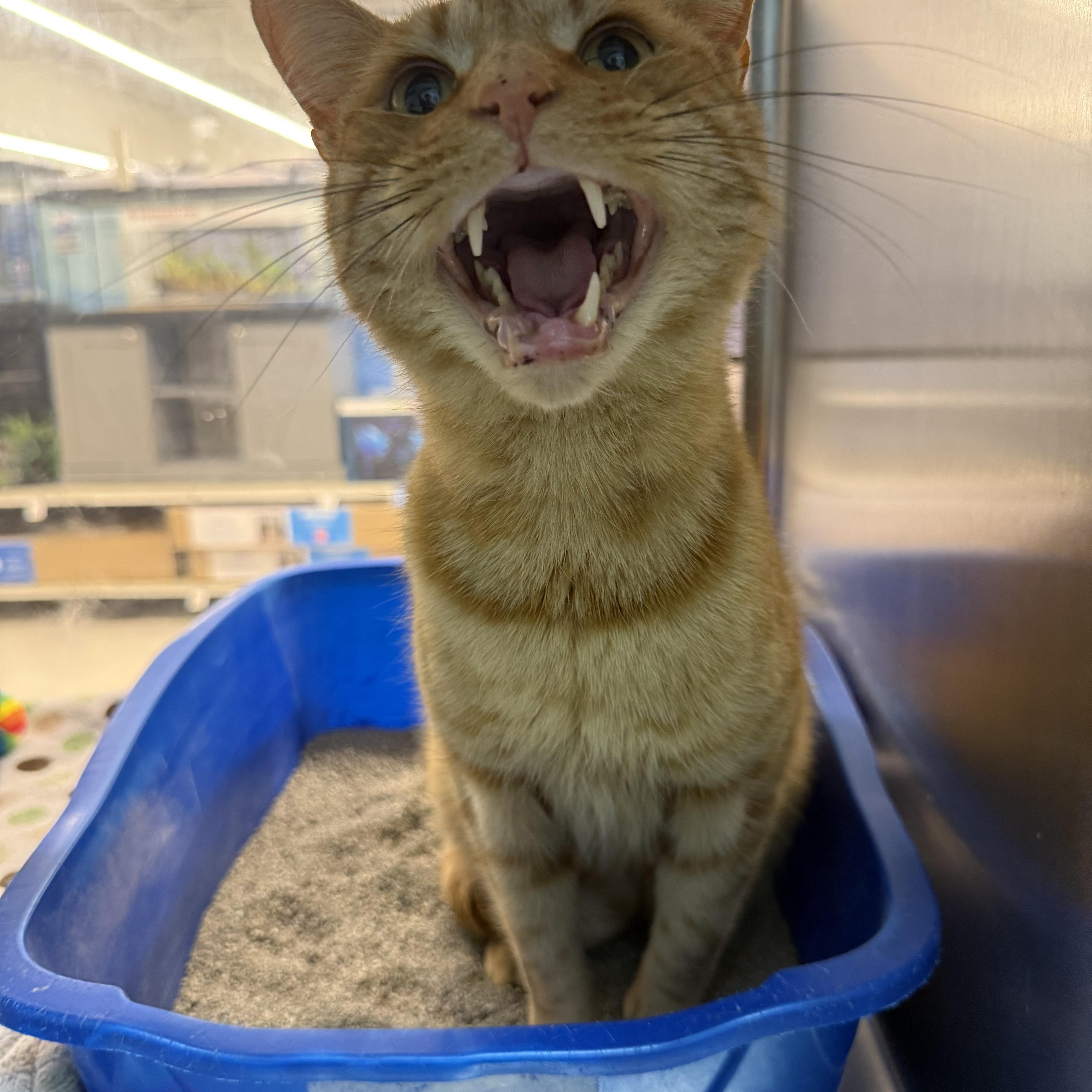 Mikey, an adopted Domestic Short Hair in Millbury, MA image 3/6