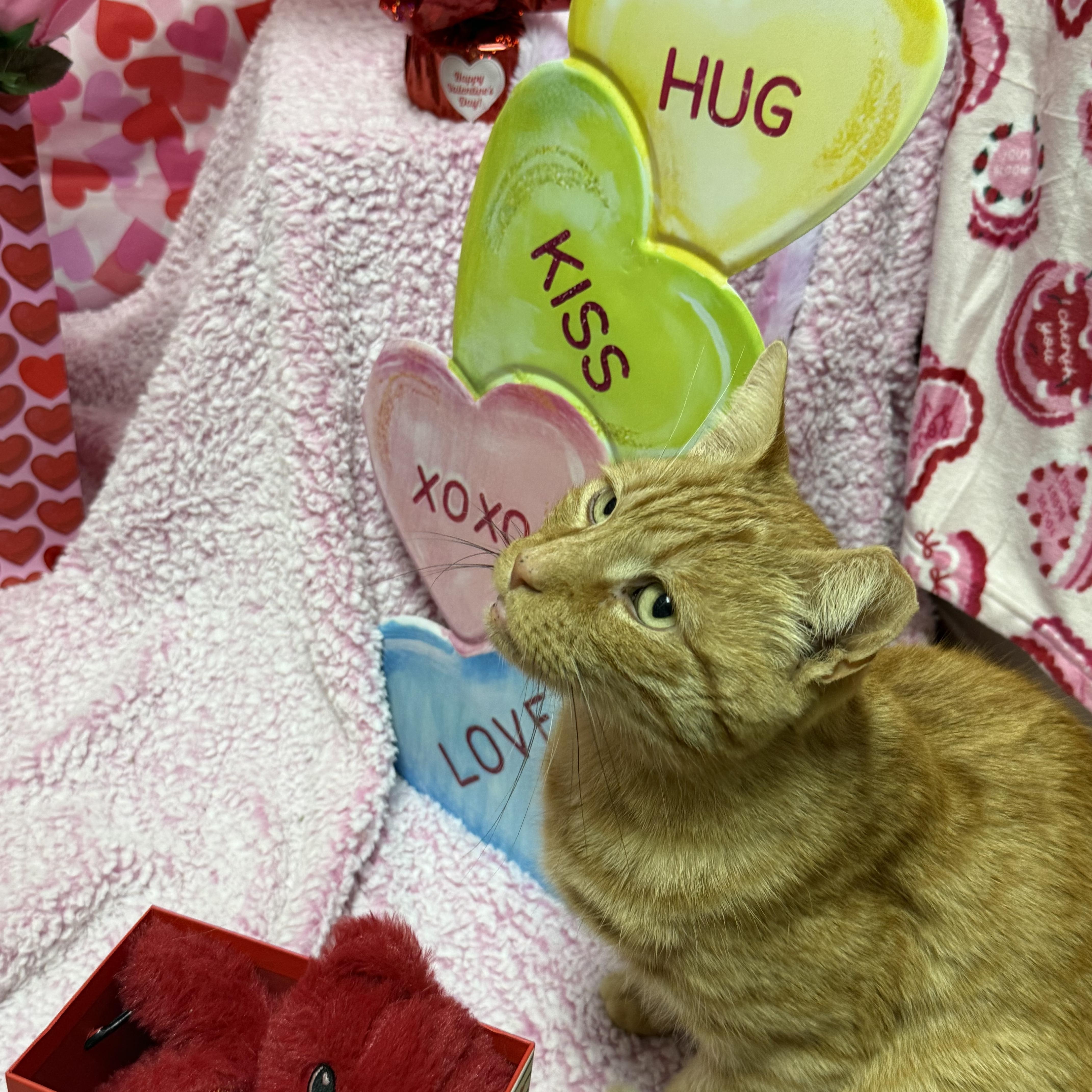 Mikey, an adopted Domestic Short Hair in Millbury, MA image 2/6