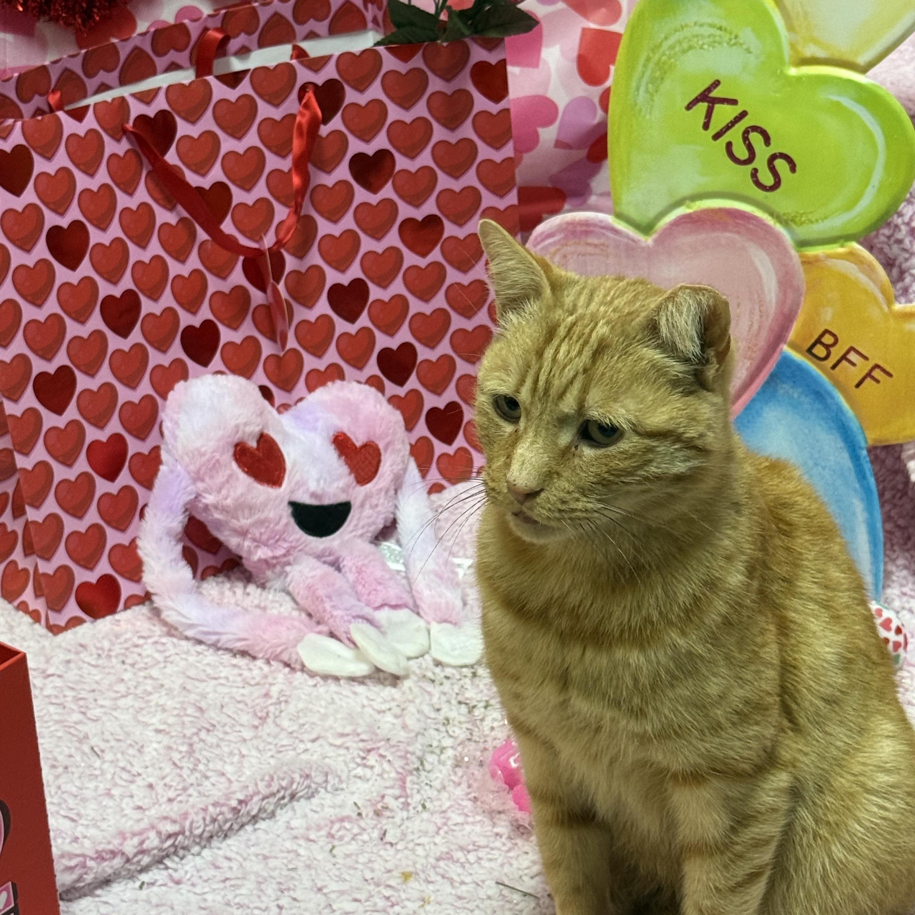 Mikey, an adopted Domestic Short Hair in Millbury, MA image 1/6