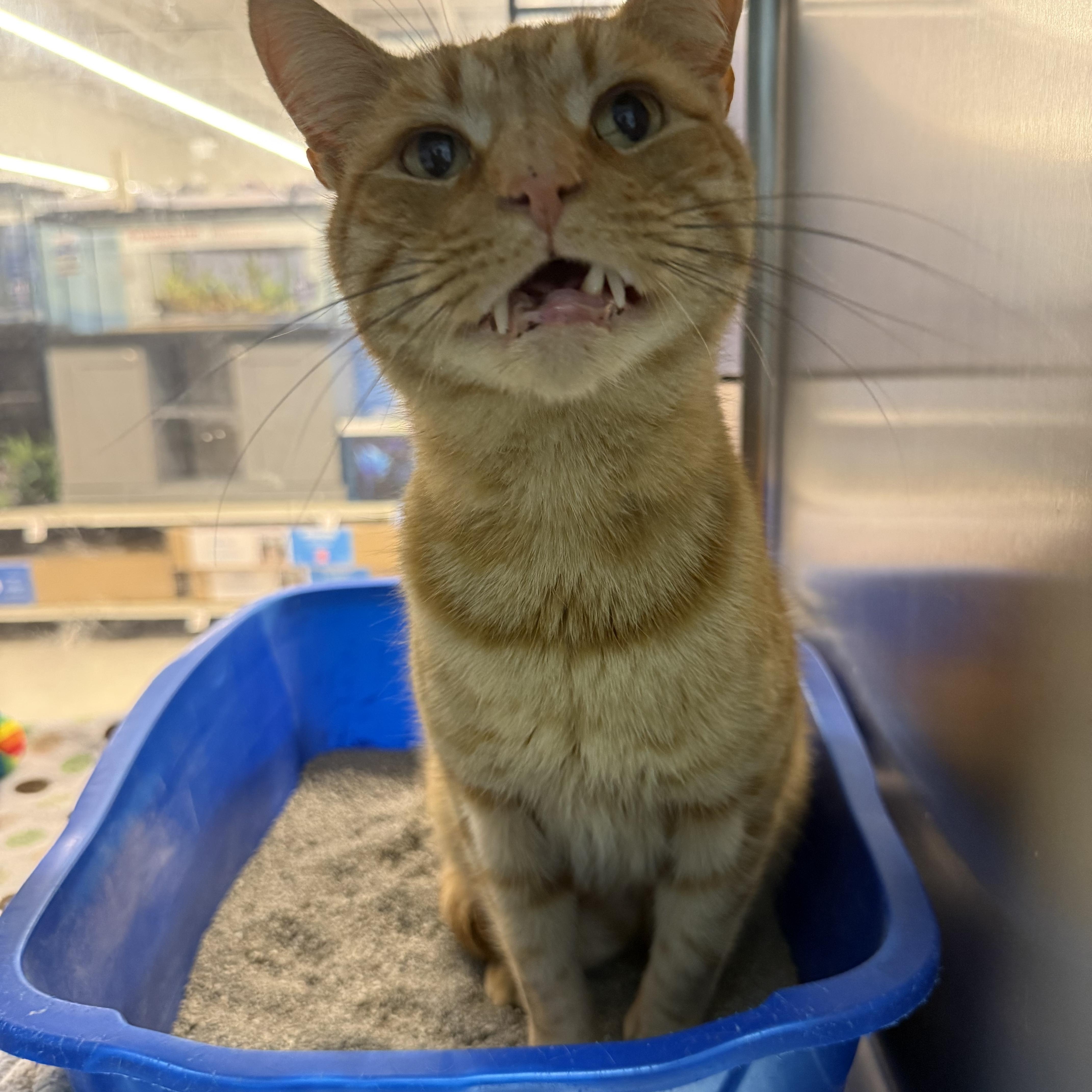 Mikey, an adopted Domestic Short Hair in Millbury, MA image 5/6