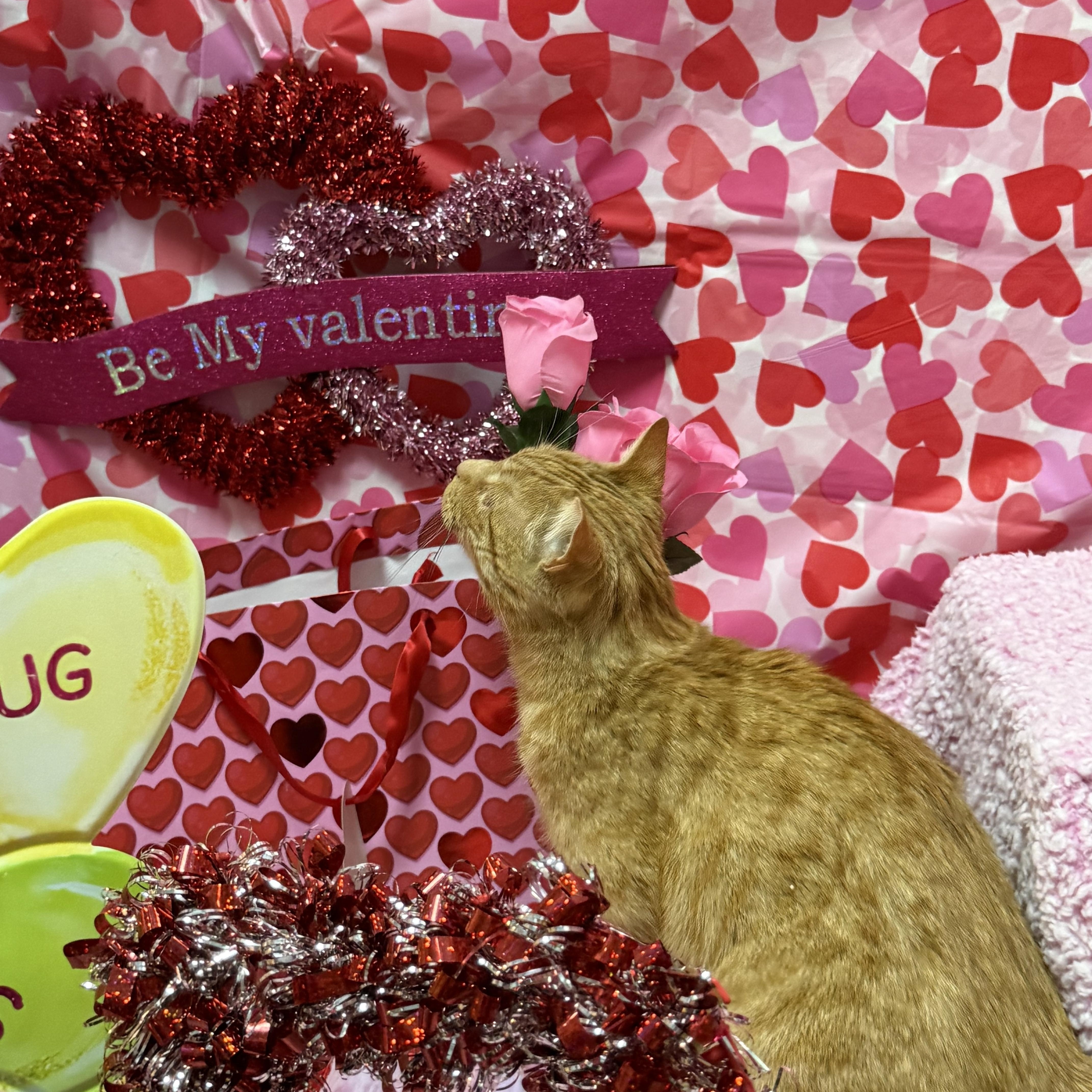 Mikey, an adopted Domestic Short Hair in Millbury, MA image 6/6