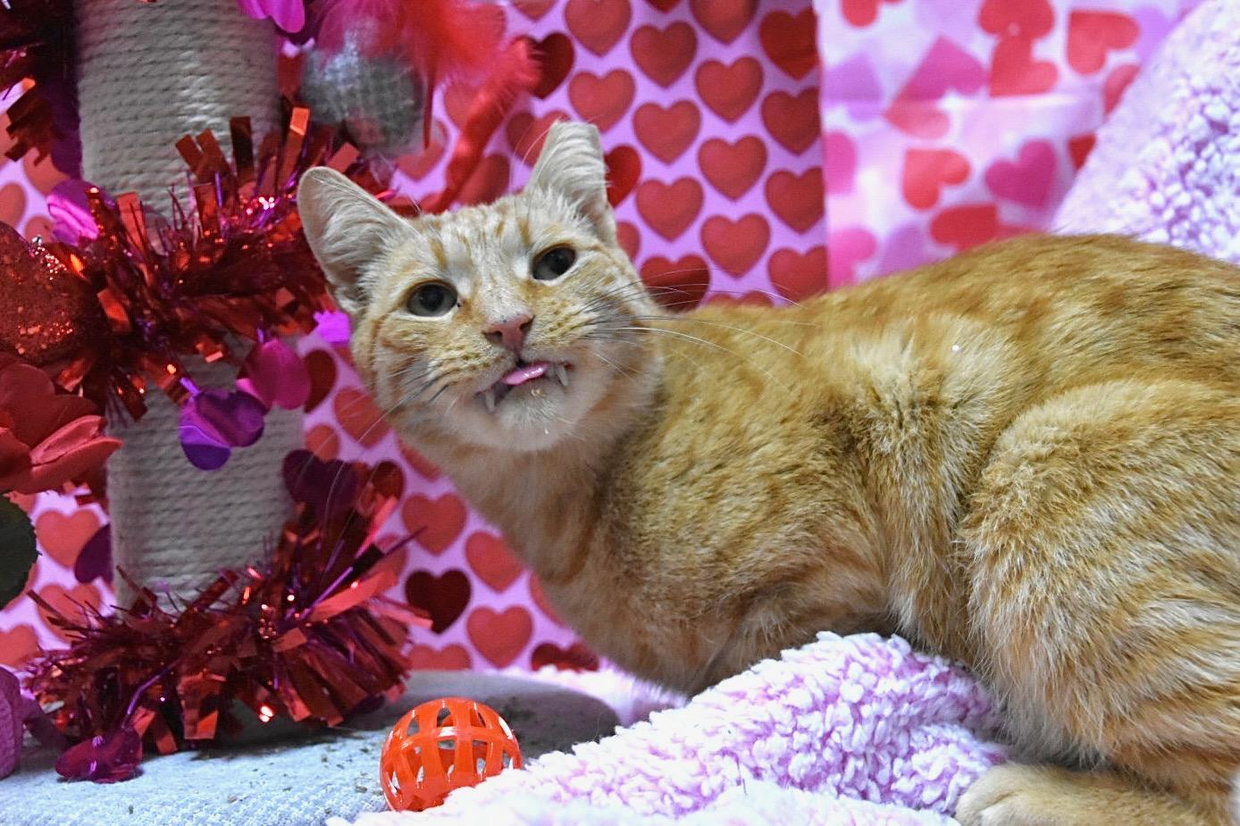 Mikey, an adopted Domestic Short Hair in Millbury, MA image 4/6