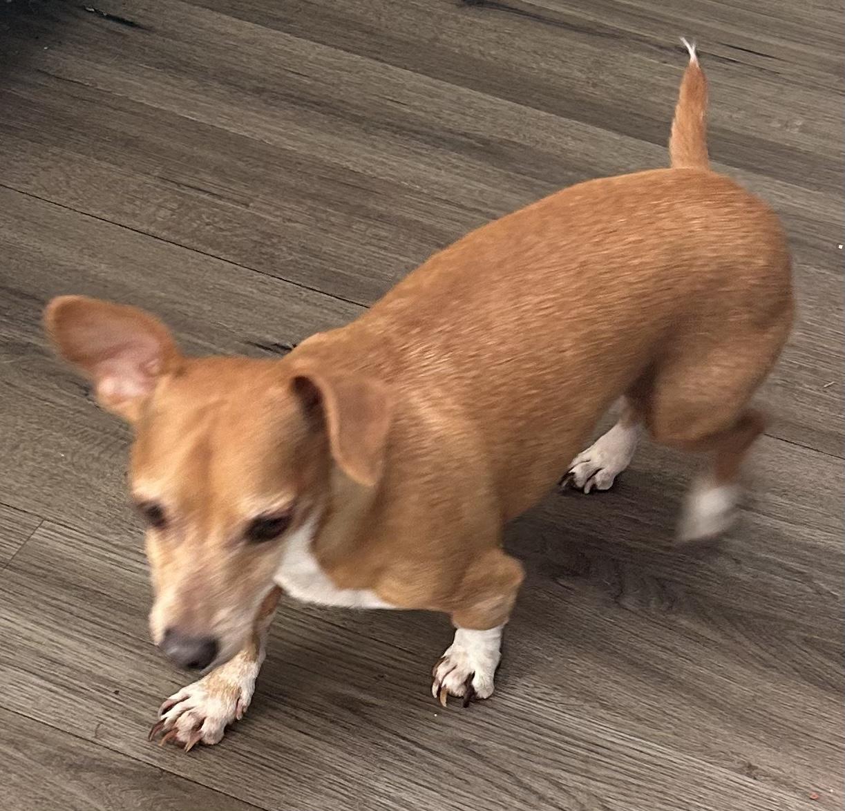 Buddy, an adoptable Chihuahua in Albuquerque, NM, 87193 | Photo Image 1