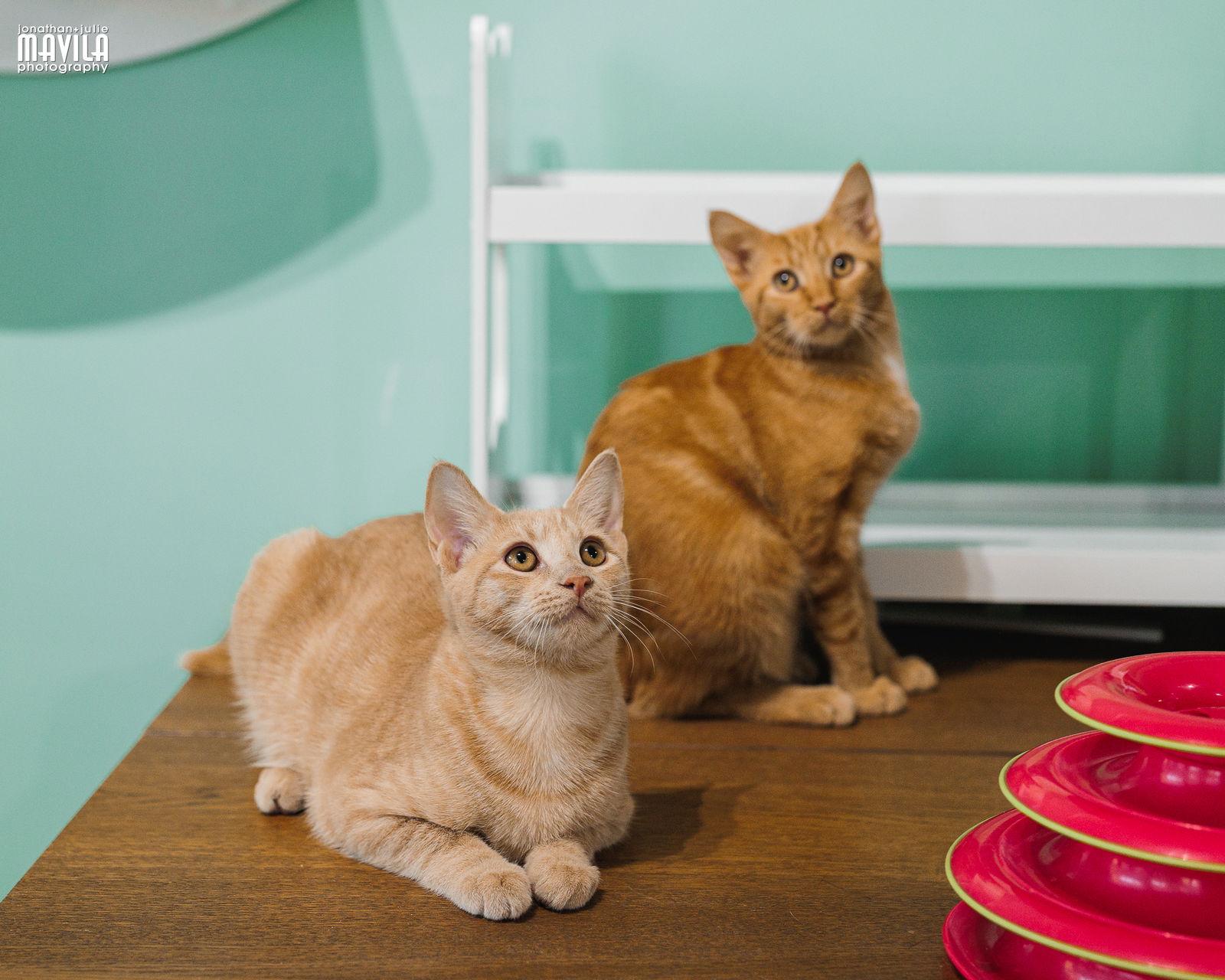 Enlarge Mars, a Adopted mixed breed in Lighthouse Point, FL image 1/3