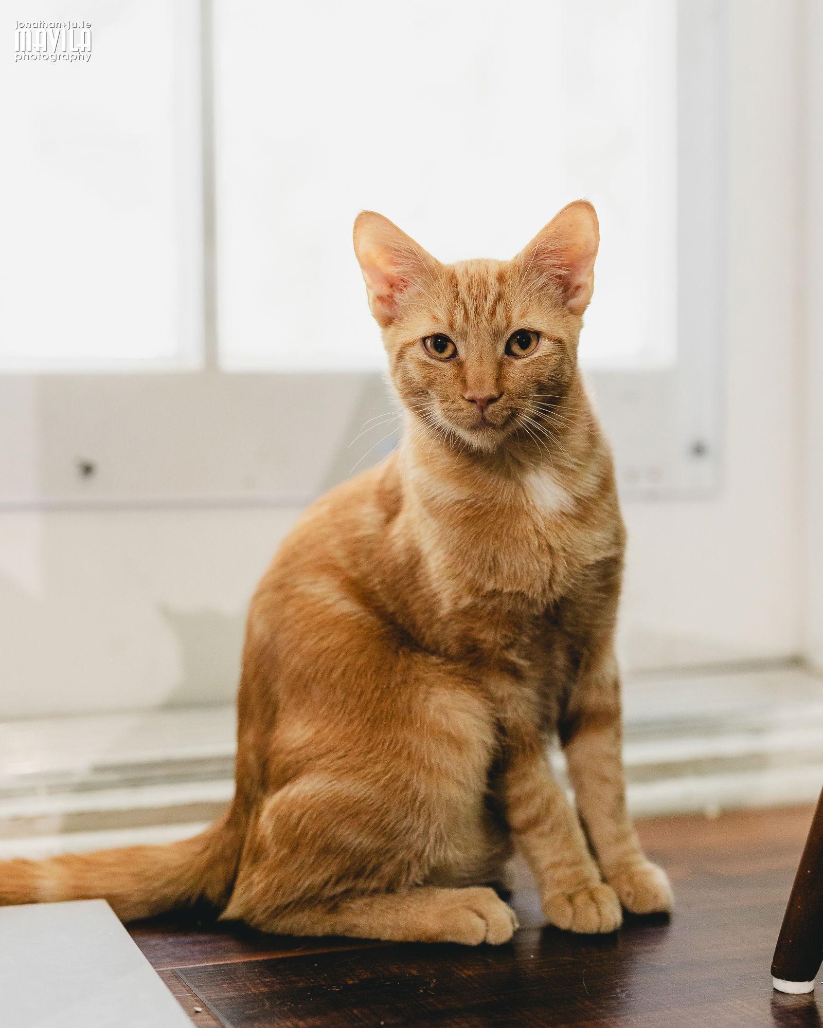 Enlarge Mars, a Adopted mixed breed in Lighthouse Point, FL image 2/3