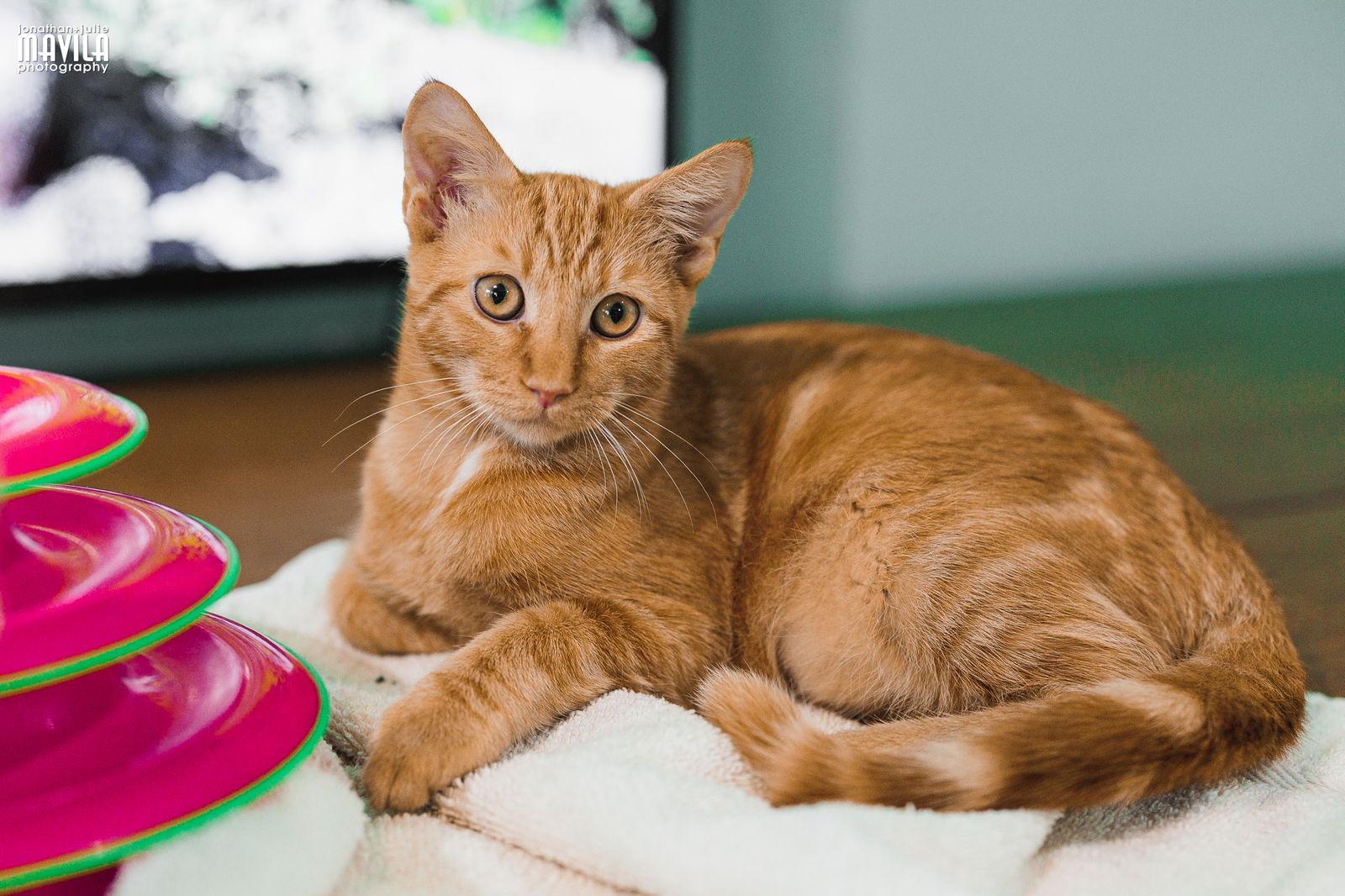 Enlarge Mars, a Adopted mixed breed in Lighthouse Point, FL image 3/3