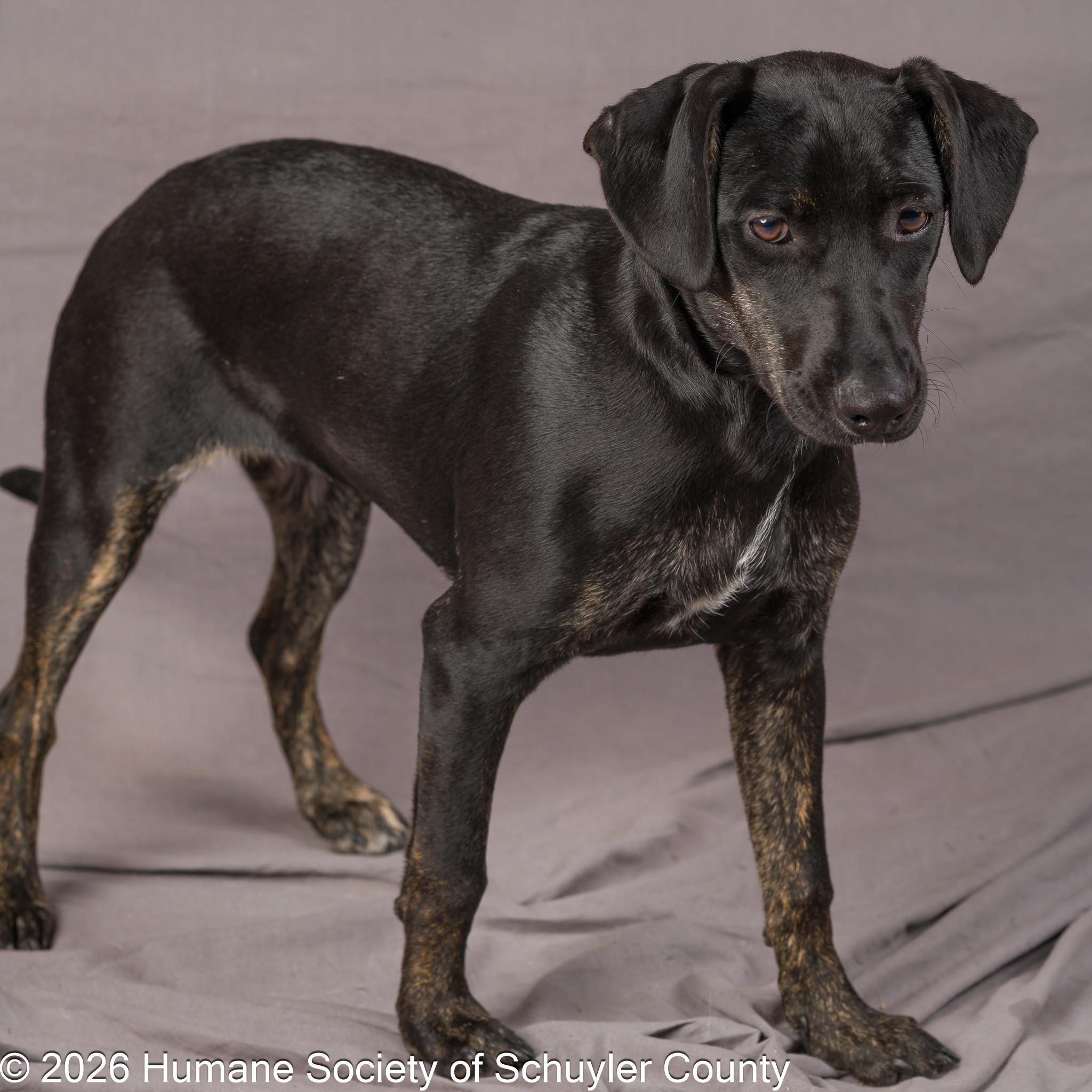 Enlarge Okra, an adopted mixed breed in Montour Falls, NY image 2/4