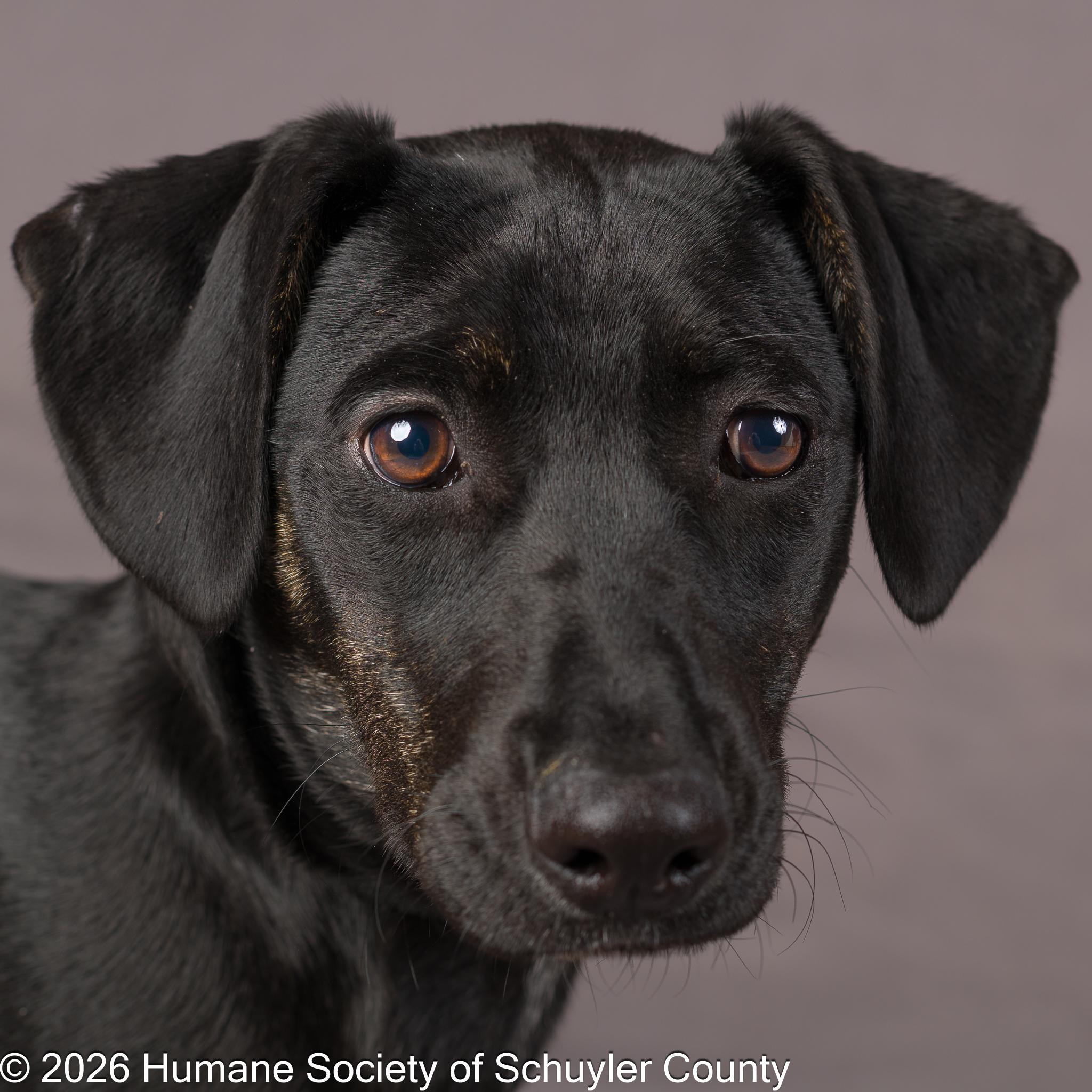 Okra, adopted, Puppy Female Black Labrador Retriever & Hound.