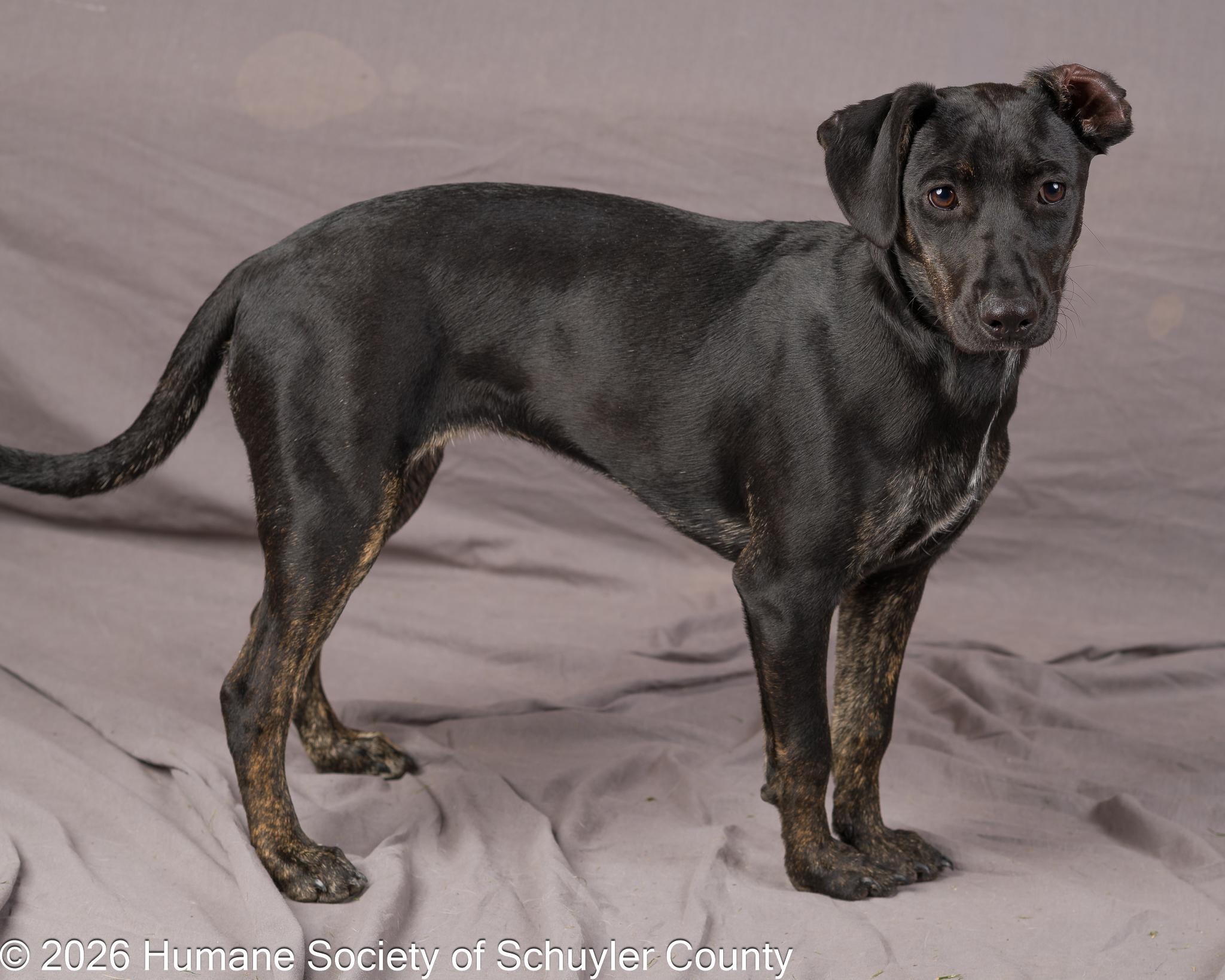 Enlarge Okra, an adopted mixed breed in Montour Falls, NY image 4/4