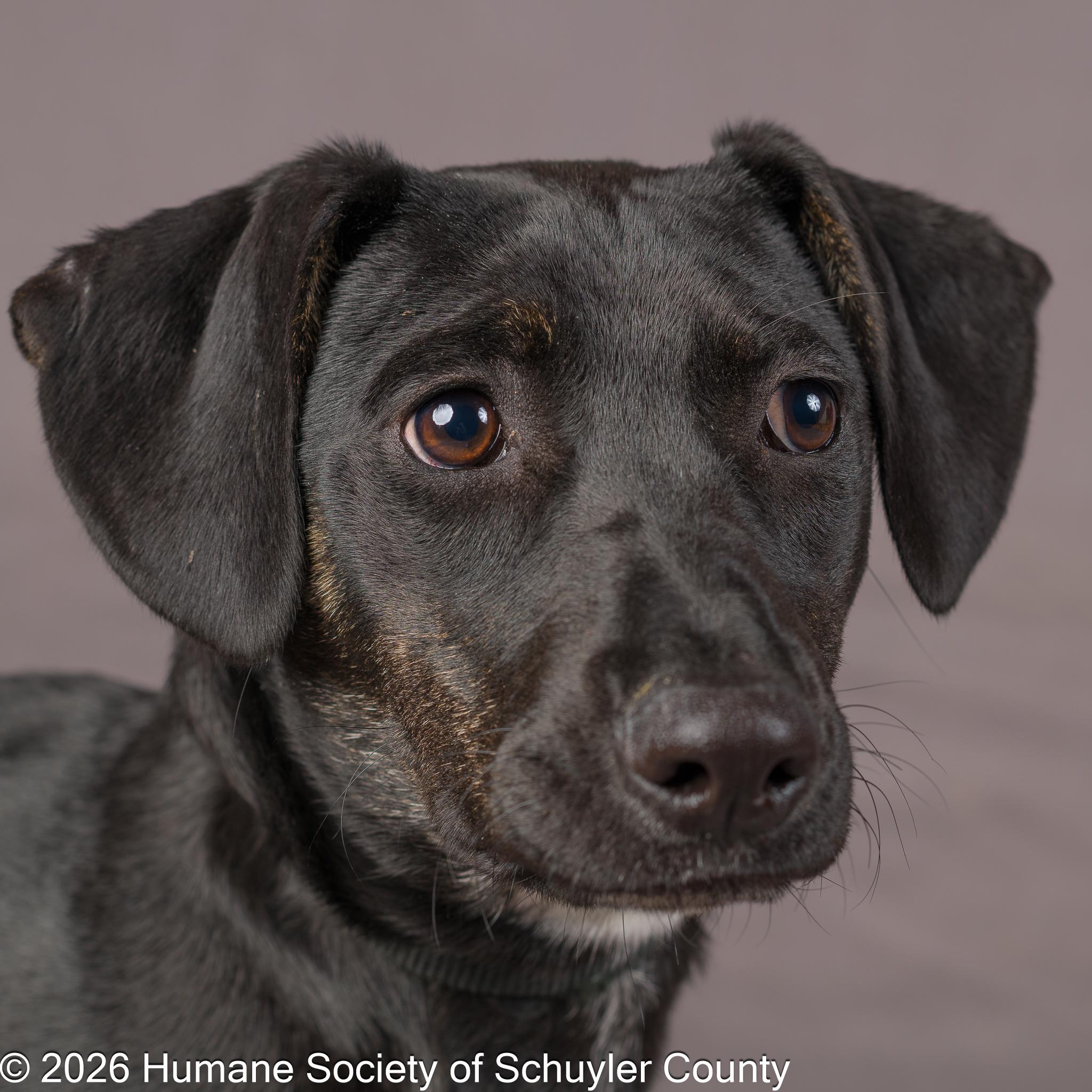 Enlarge Okra, an adopted mixed breed in Montour Falls, NY image 3/4
