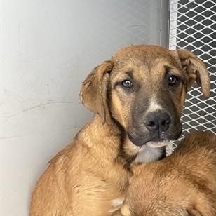 Mark -- URGENT! LONGTIME RESIDENT!, ADOPTABLE, Puppy Male Shepherd.