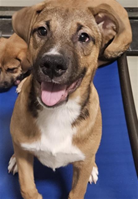 Mark -- URGENT! LONGTIME RESIDENT!, ADOPTABLE, Puppy Male Shepherd.