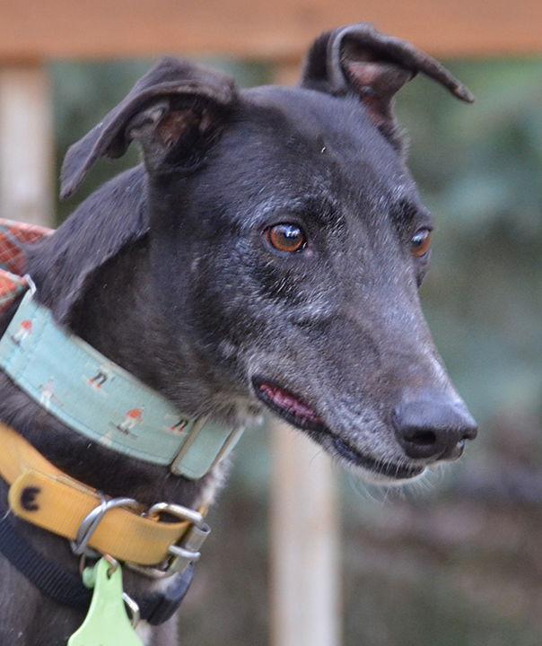 Halo, Adoptable, Adult Female Greyhound.