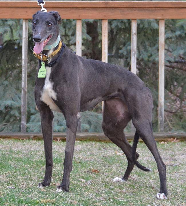 Enlarge Halo, a Adoptable Greyhound in Minneapolis, MN image 2/3