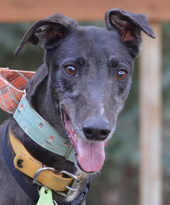 Enlarge Halo, a Adoptable Greyhound in Minneapolis, MN image 3/3